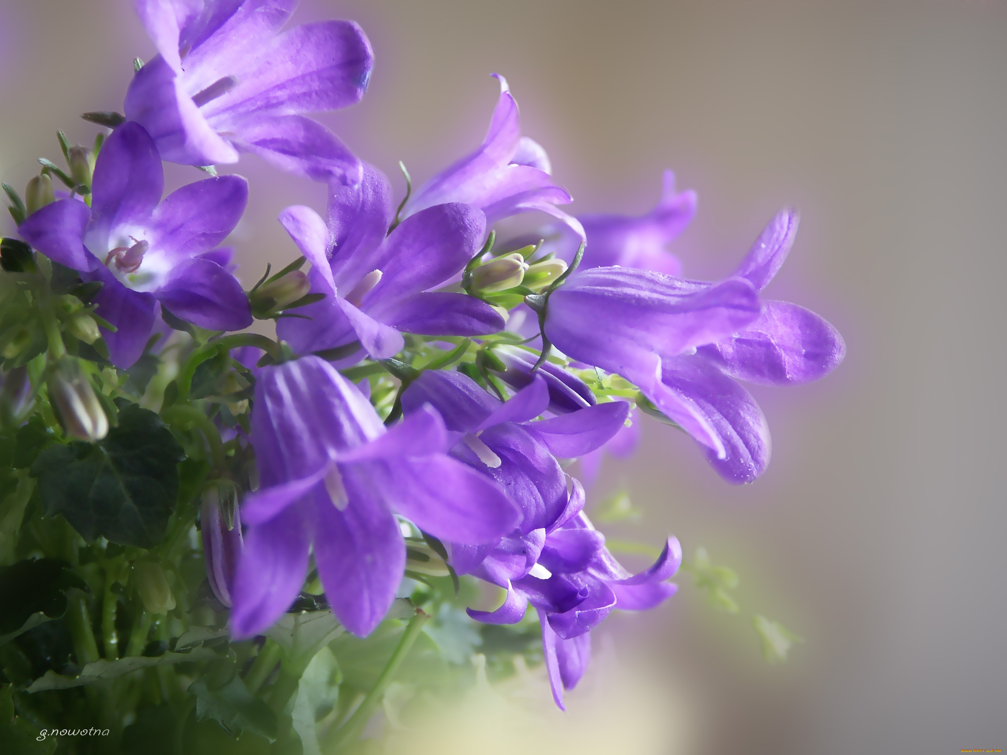 автор, novotna, цветы, колокольчики, синие
