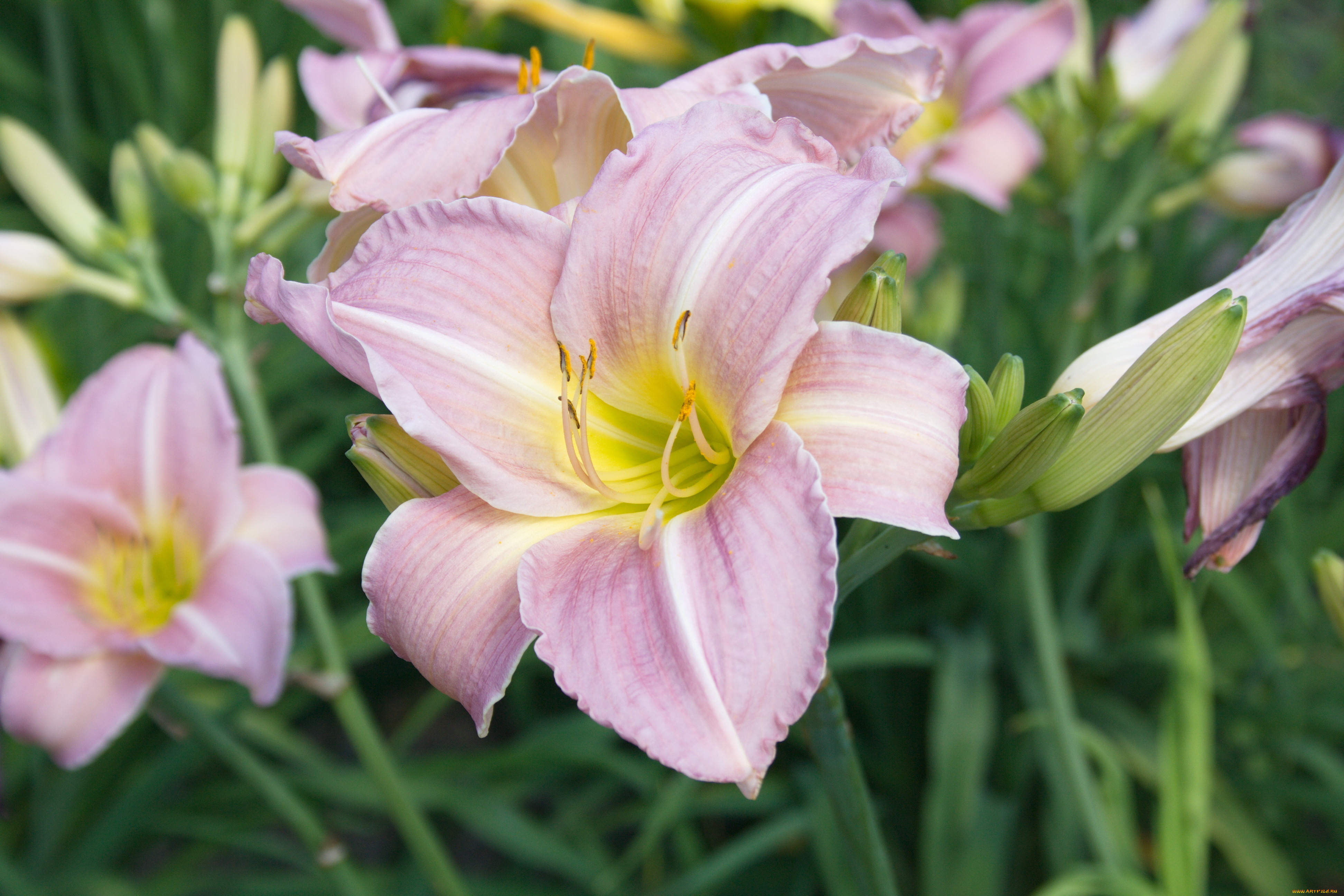 цветы, лилии, лилейники, лилейник