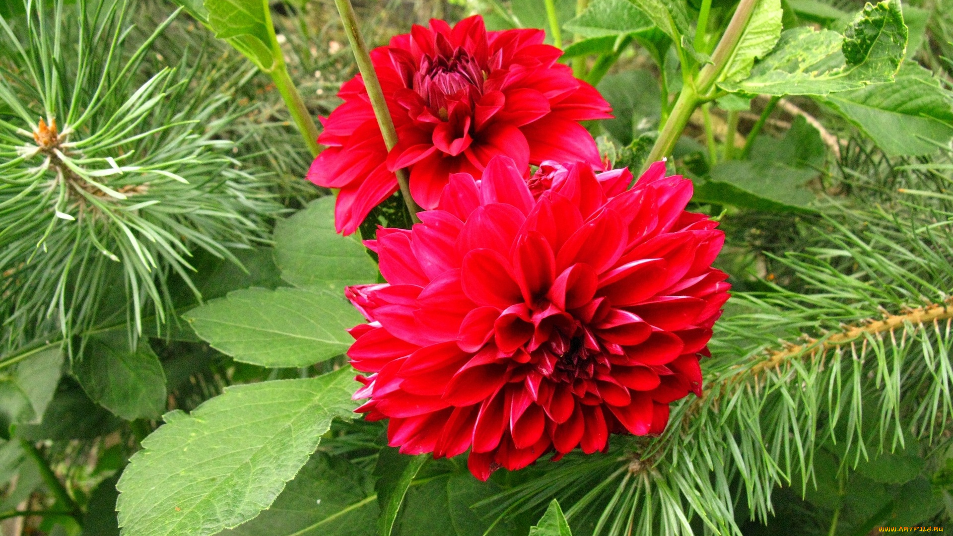 цветы, георгины, красный