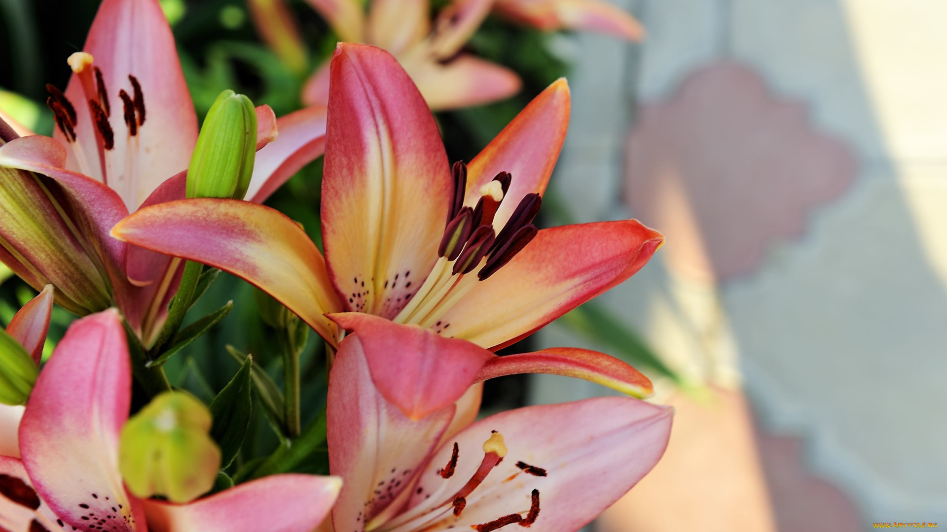 цветы, лилии, лилейники