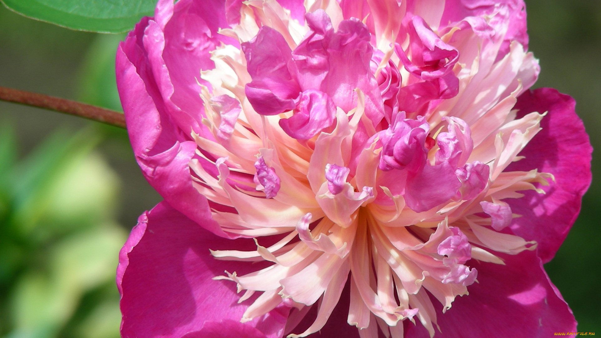 цветы, пионы, пион