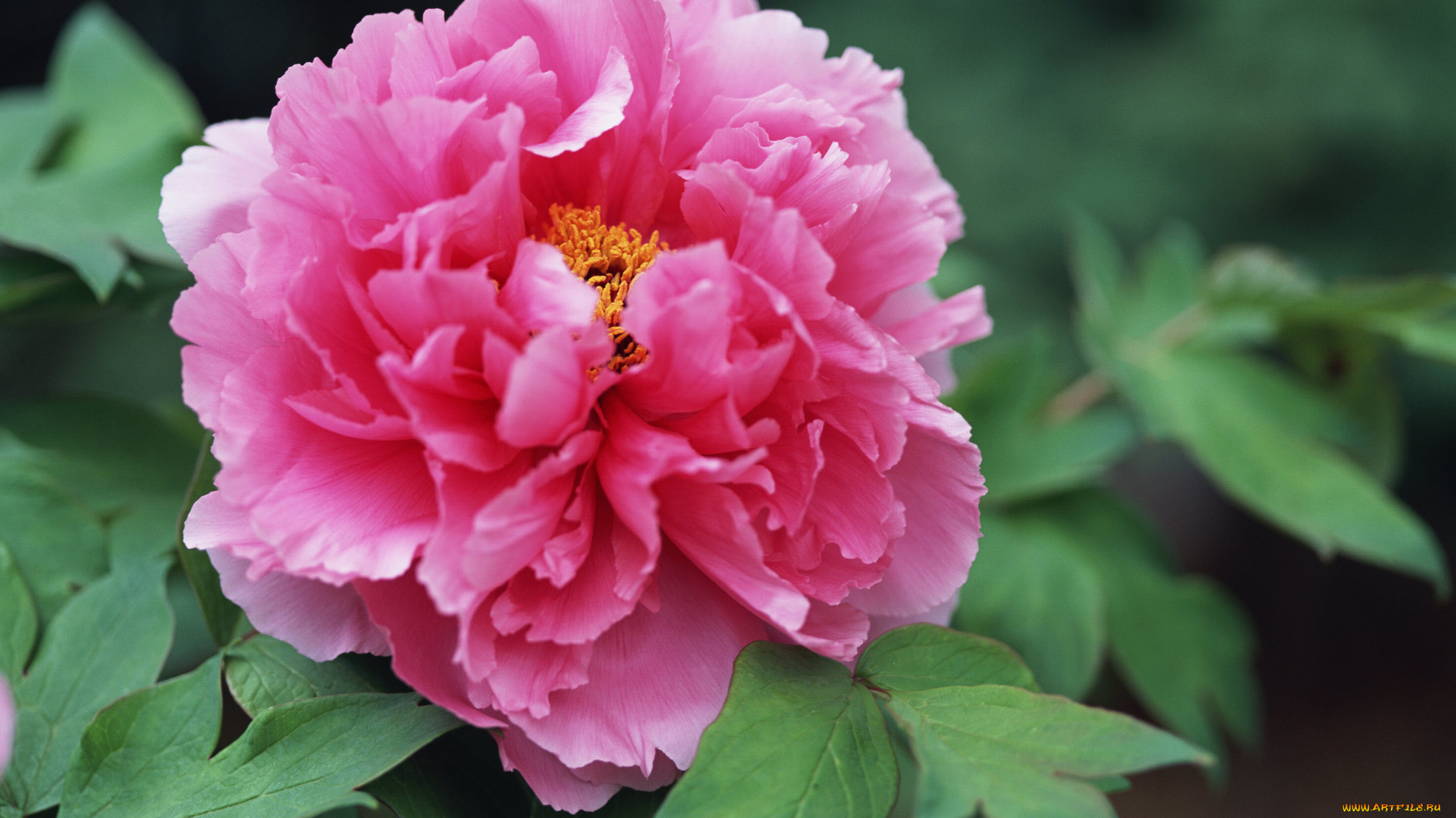 цветы, пионы, розовый