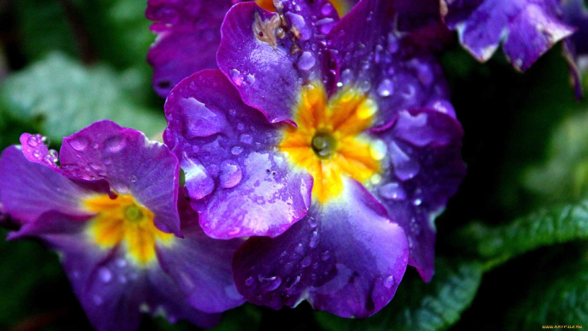 цветы, примулы, фиолетовый, капли, макро