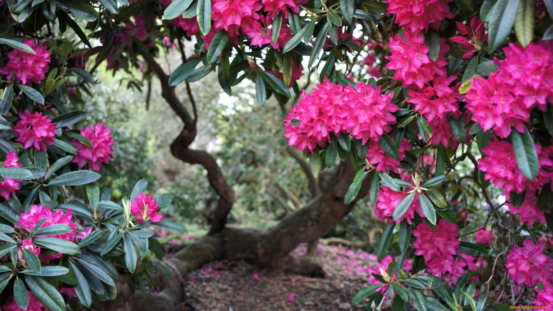 цветы, рододендроны, азалии, ветки, розовый