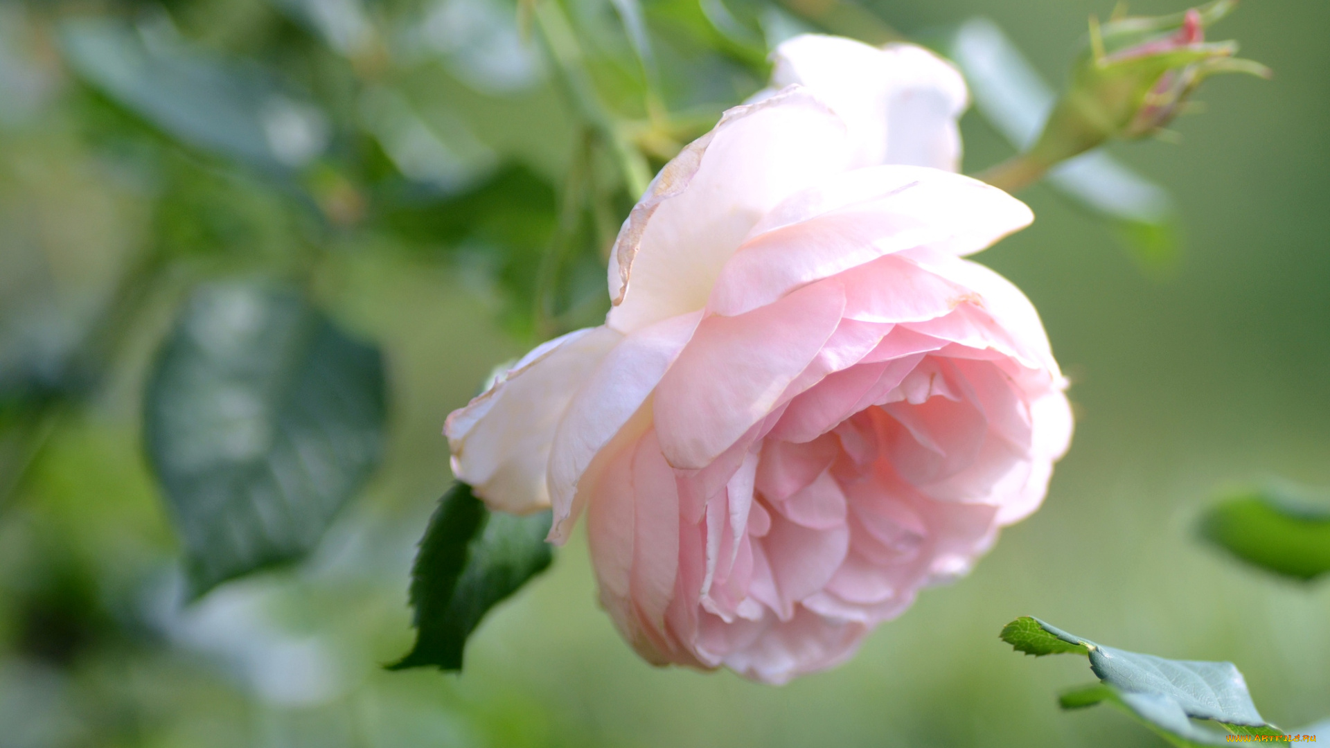 цветы, розы, нежность, розовый