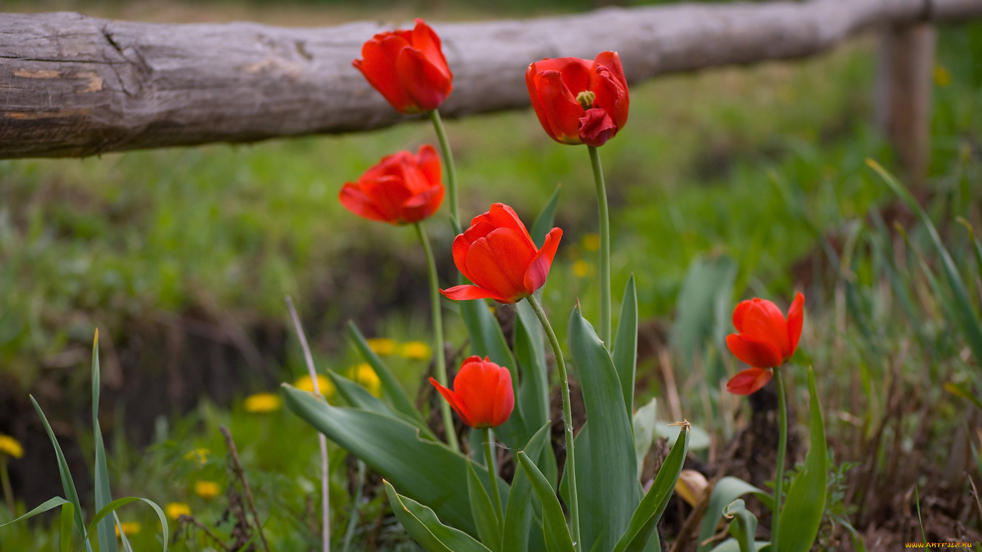 цветы, тюльпаны, красный