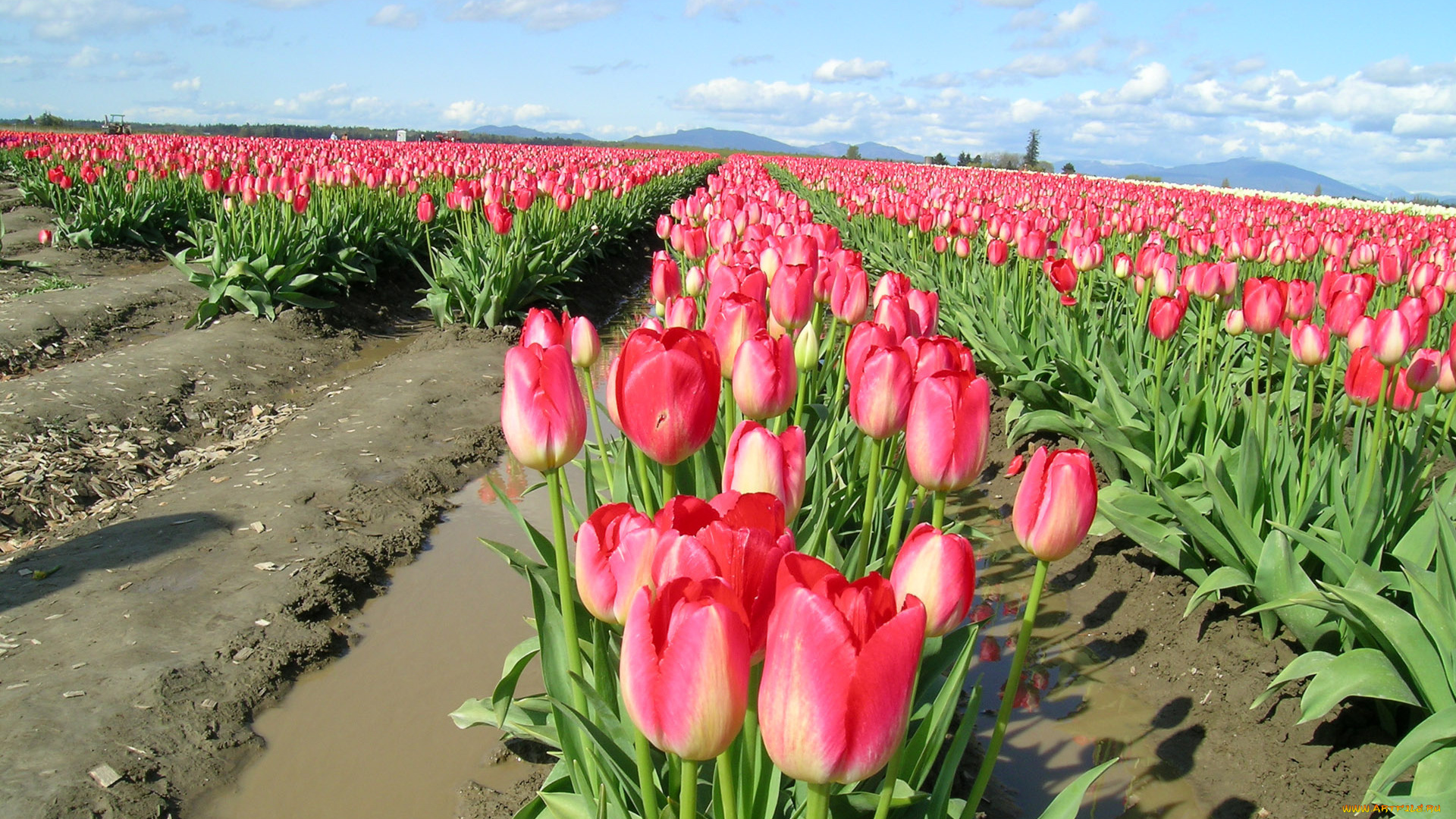 цветы, тюльпаны, много, ряды, поле