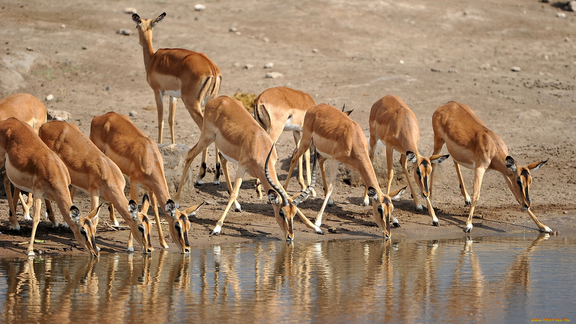 животные, антилопы, намибия, природа