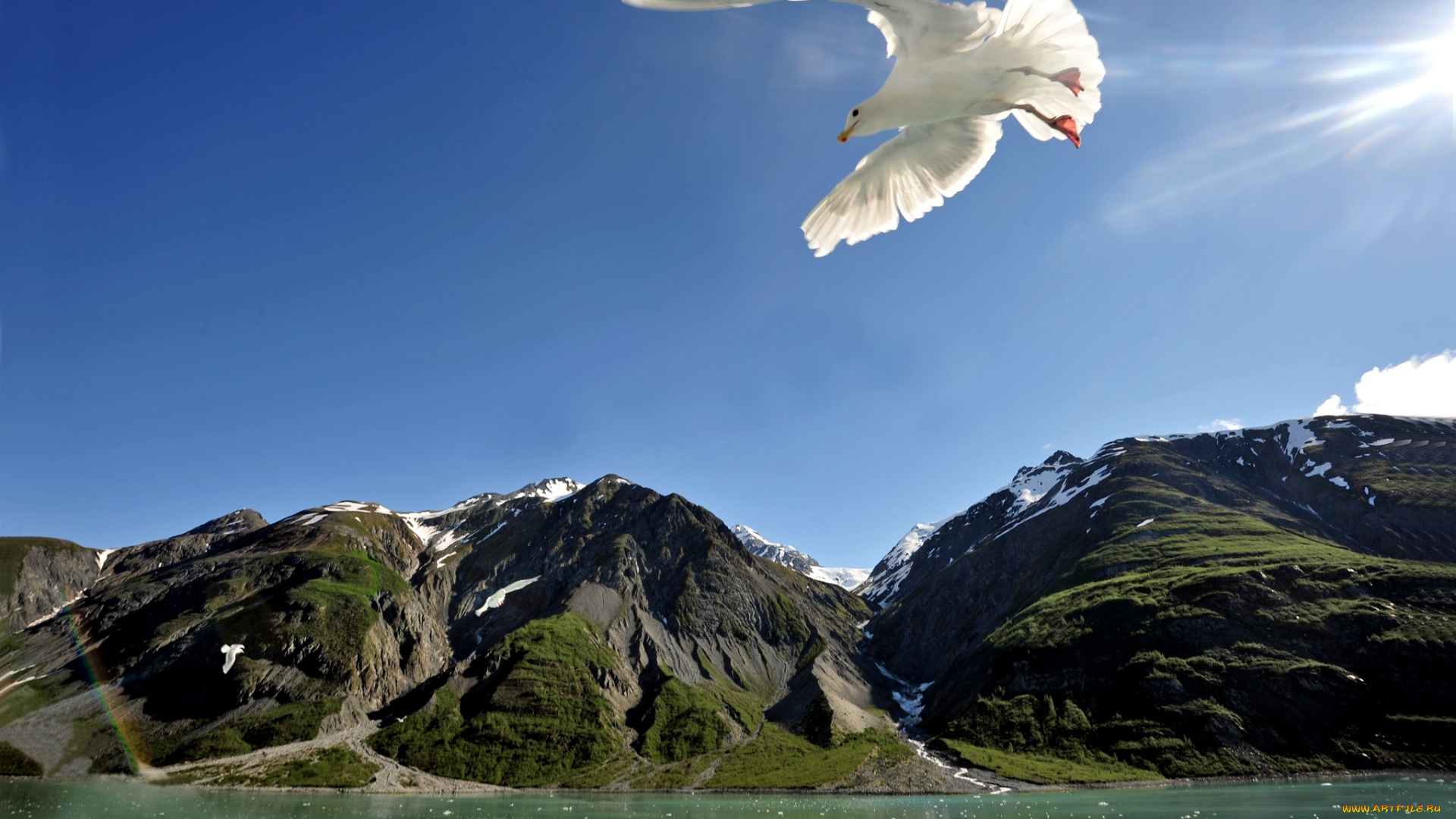 животные, Чайки, бакланы, крачки, чайка, полет