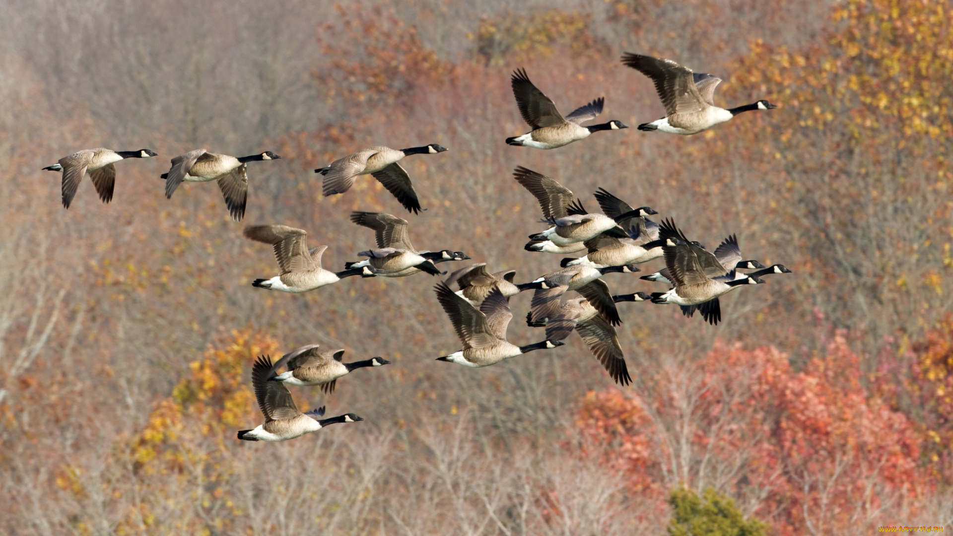 животные, гуси, стая, полет