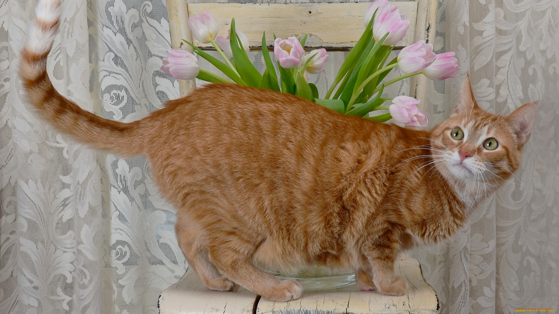 животные, коты, рыжий, тюльпаны