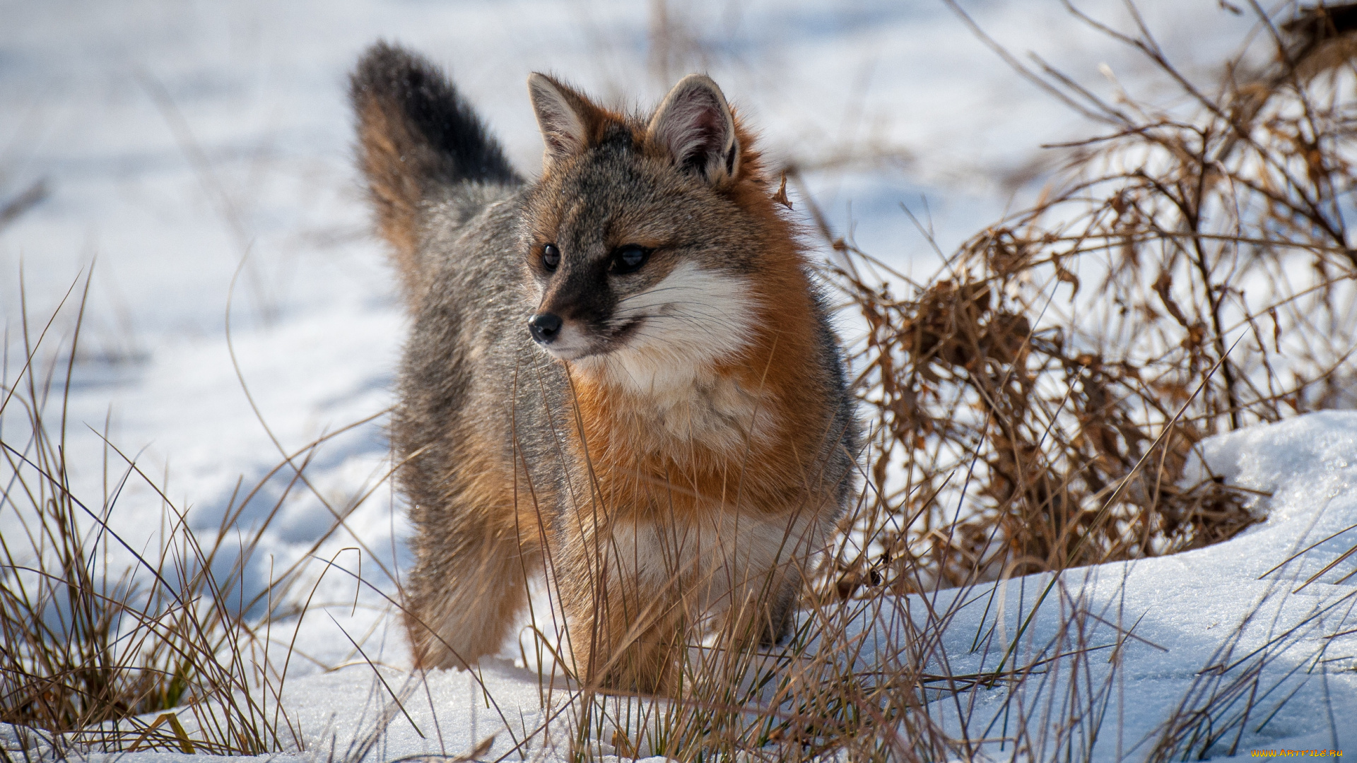 животные, лисы, серебряная, лиса