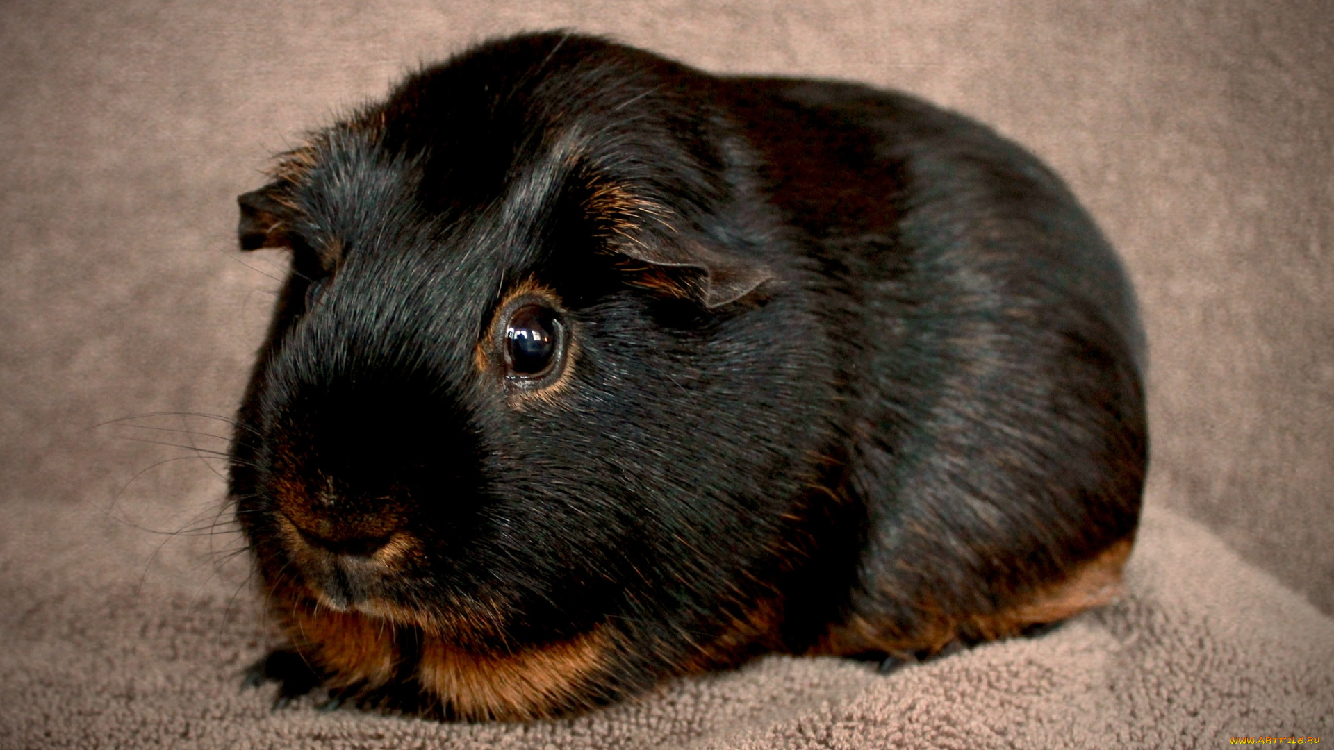 животные, морские, свинки, хомяки, морская, свинка