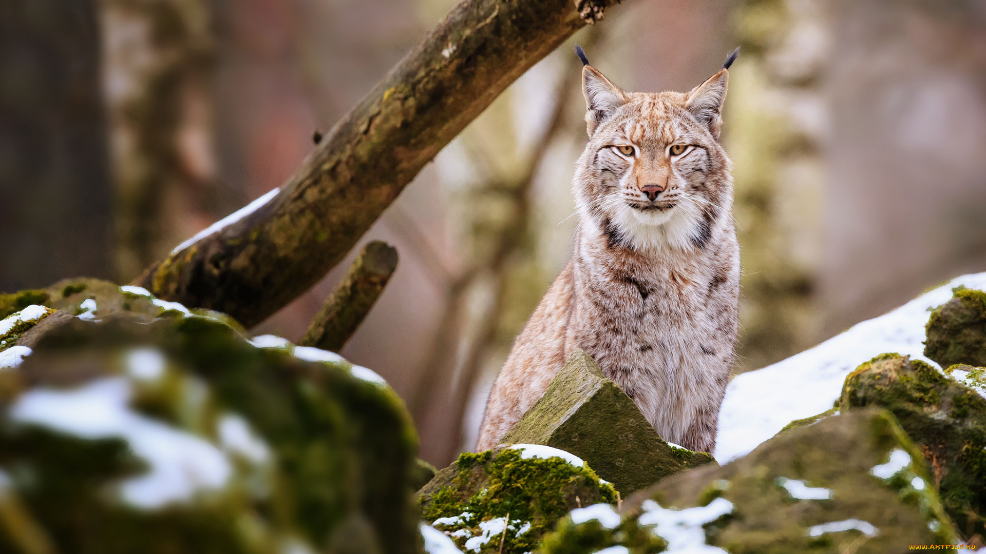 животные, рыси, камни, кошка
