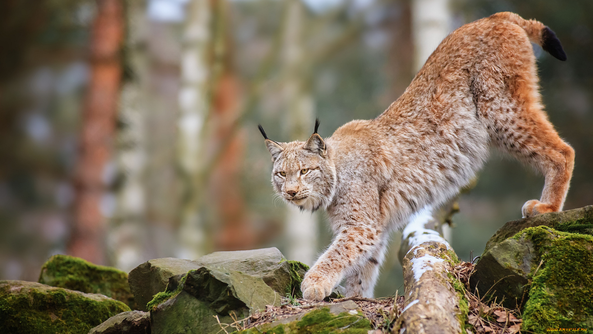 животные, рыси, камни, кошка