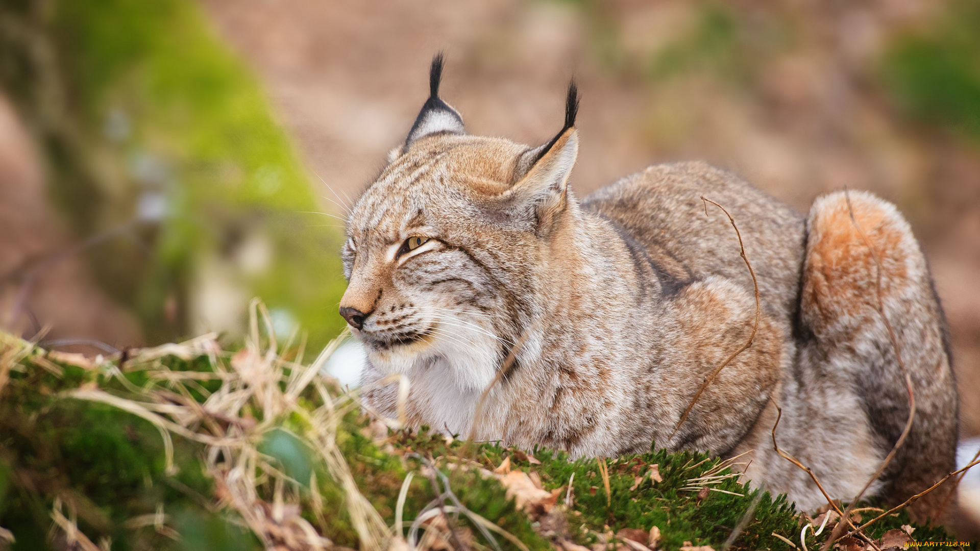 животные, рыси, кошка