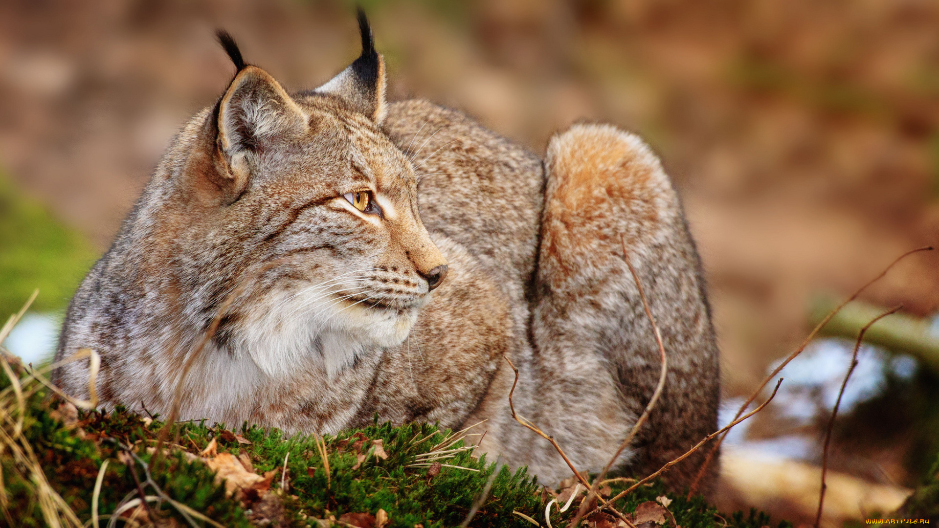 животные, рыси, кошка, кисточки, профиль