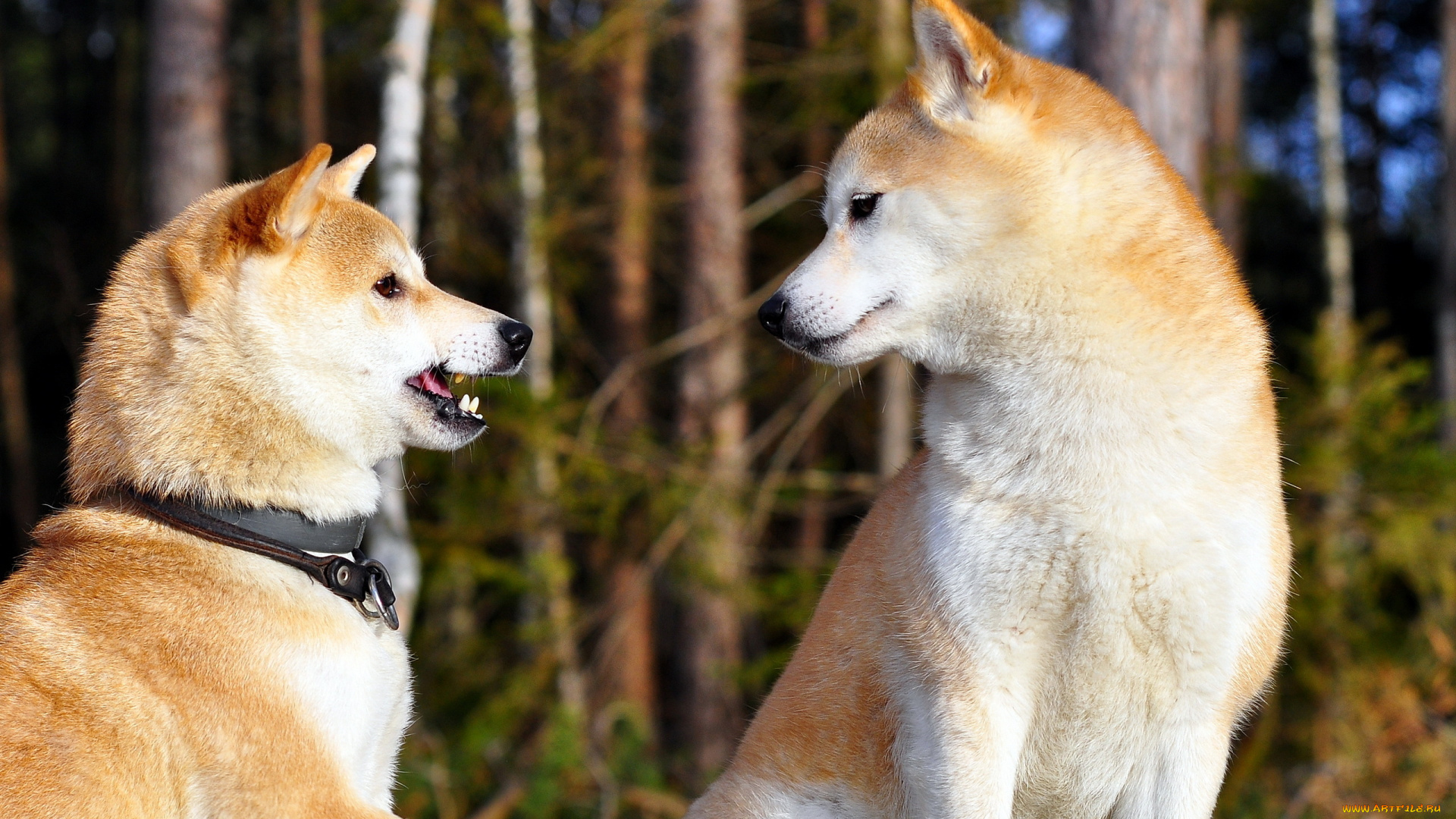 животные, собаки, природа