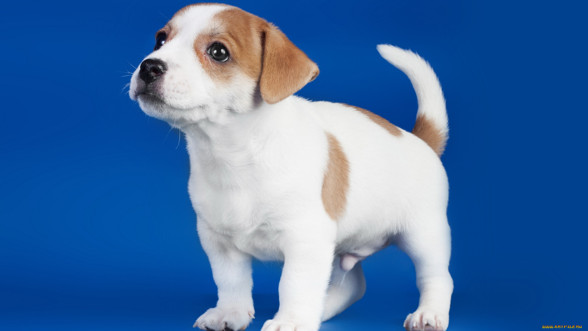 животные, собаки, щенок, собака, фон