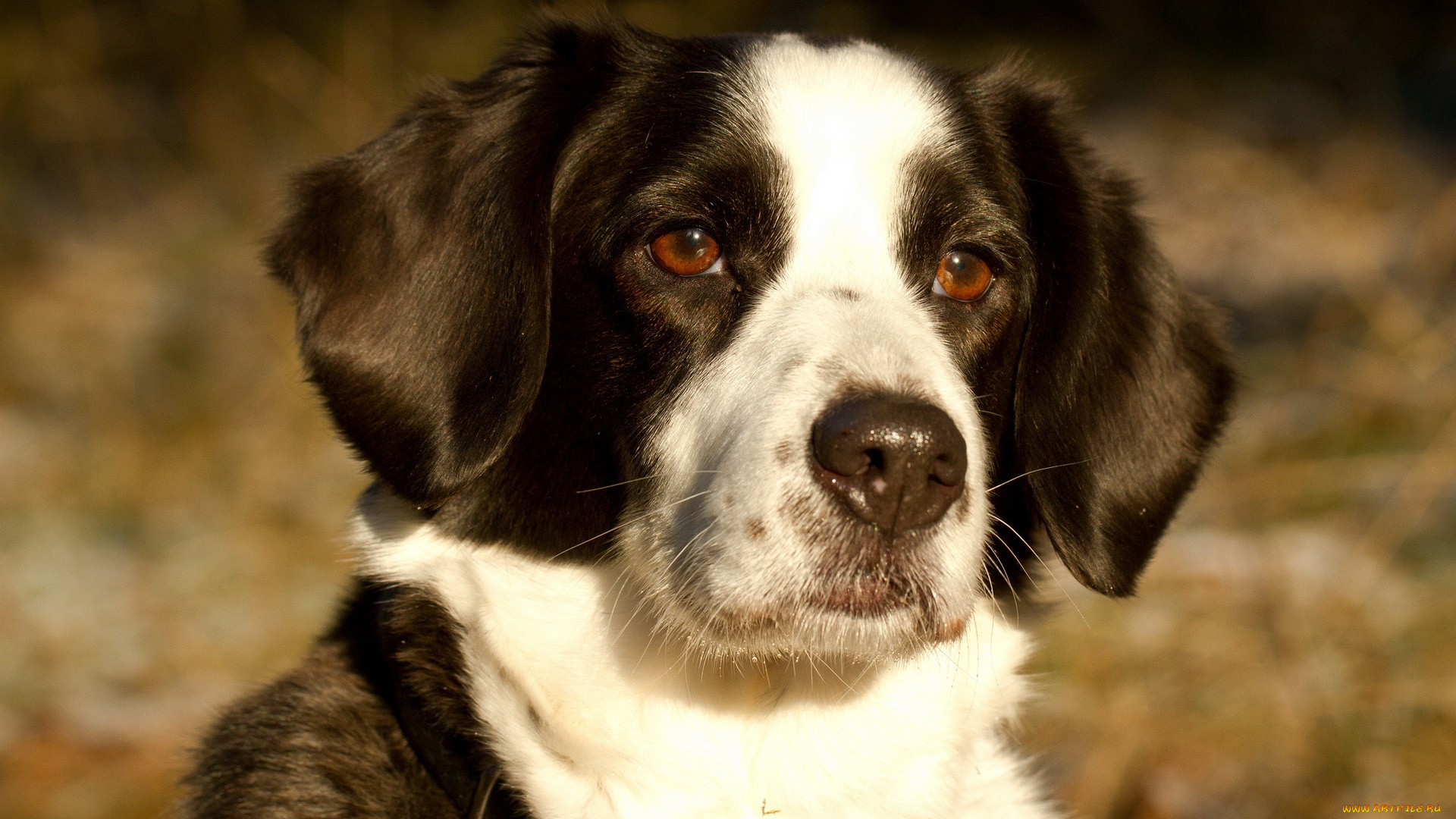животные, собаки, собака, взгляд