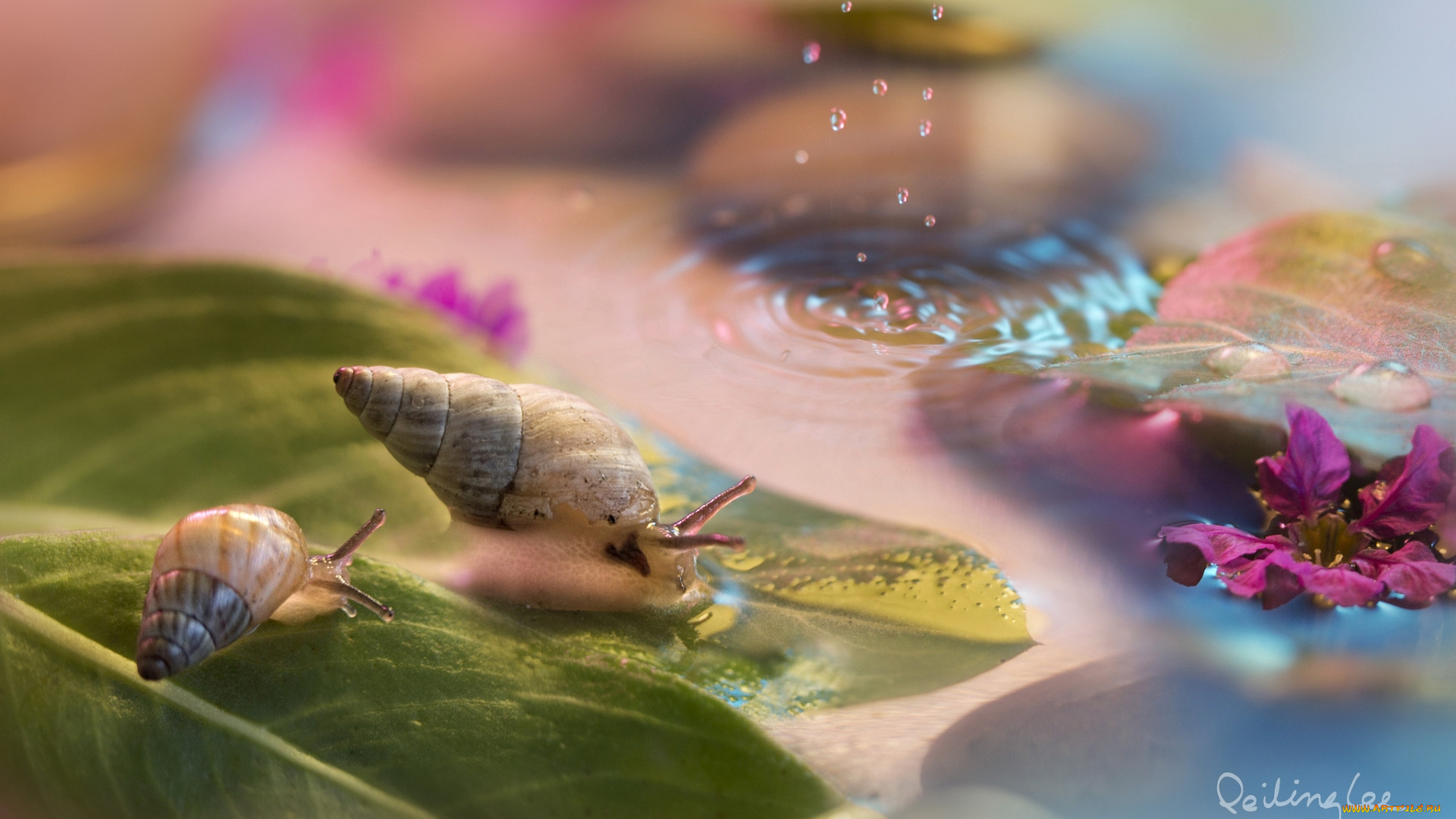 животные, улитки, капли, рожки