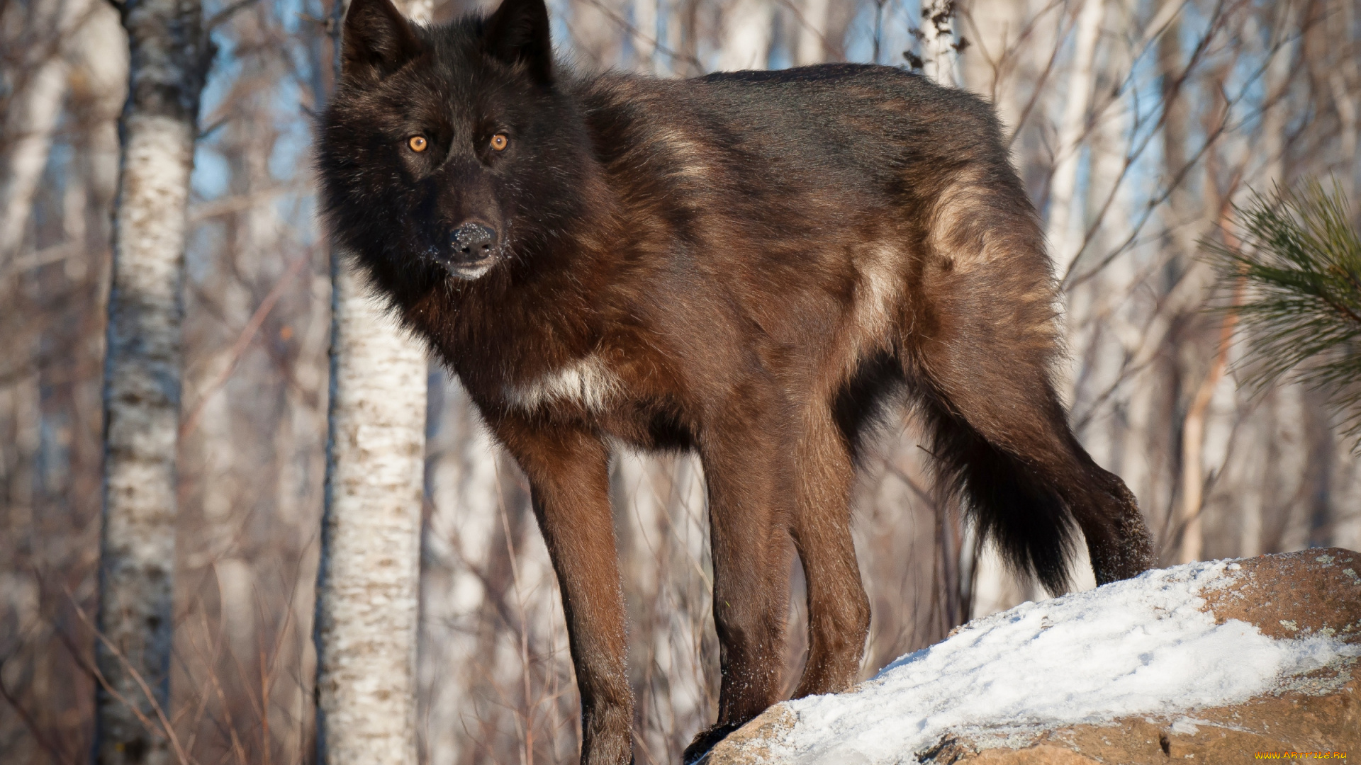 животные, волки, черный, хищник