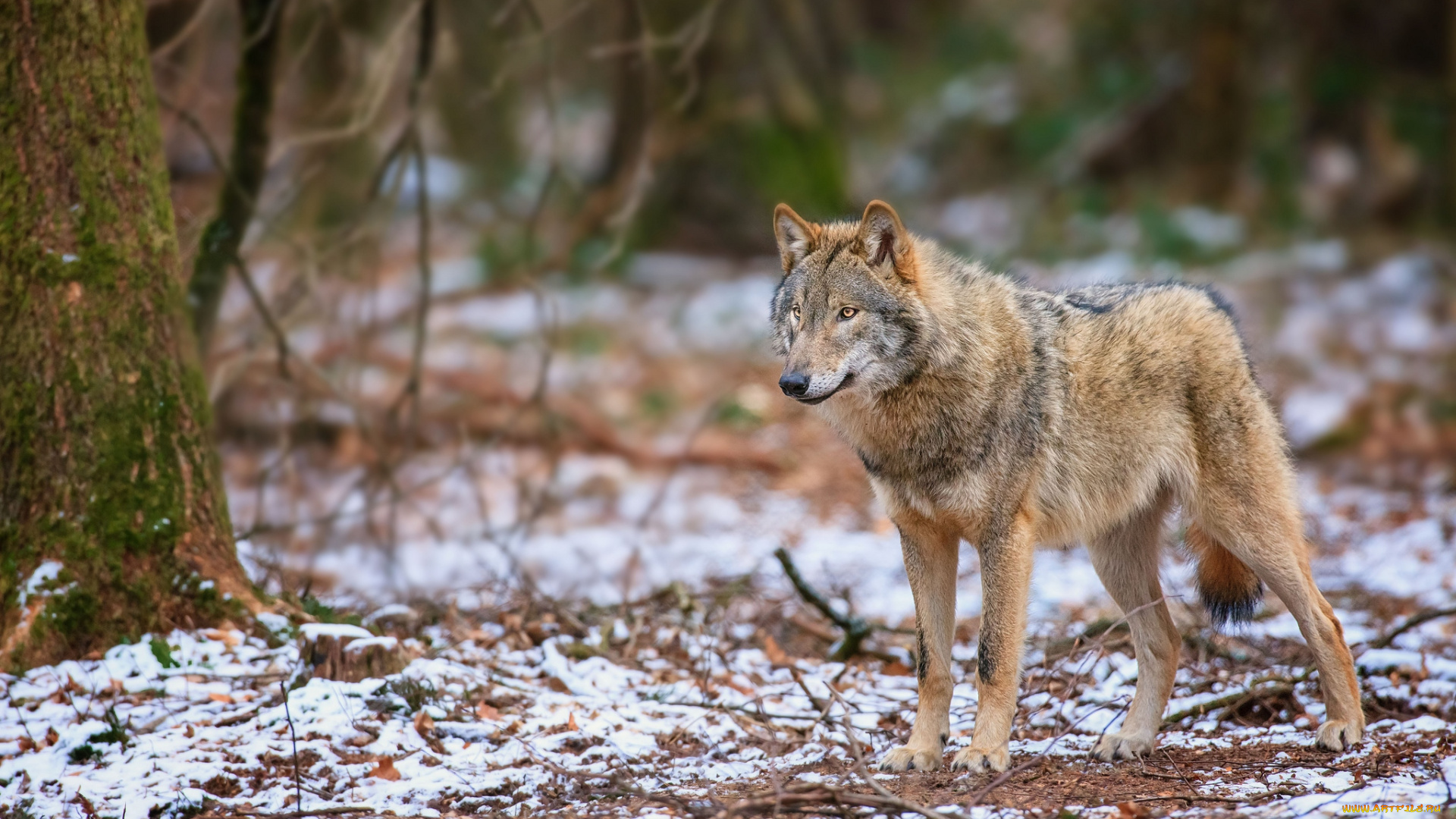 животные, волки, хищник, серый, лес