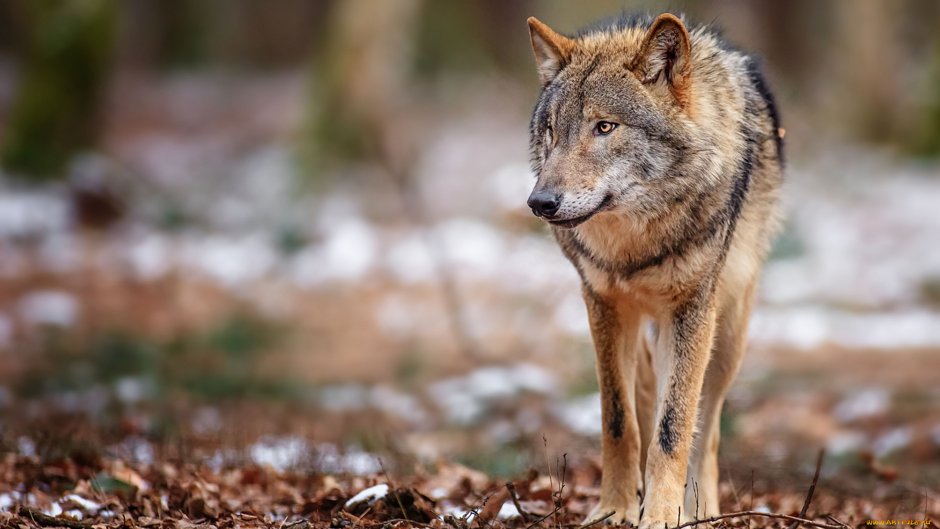 животные, волки, серый, лес, хищник
