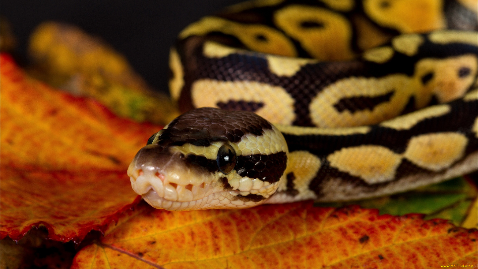 животные, змеи, питоны, кобры, пятна