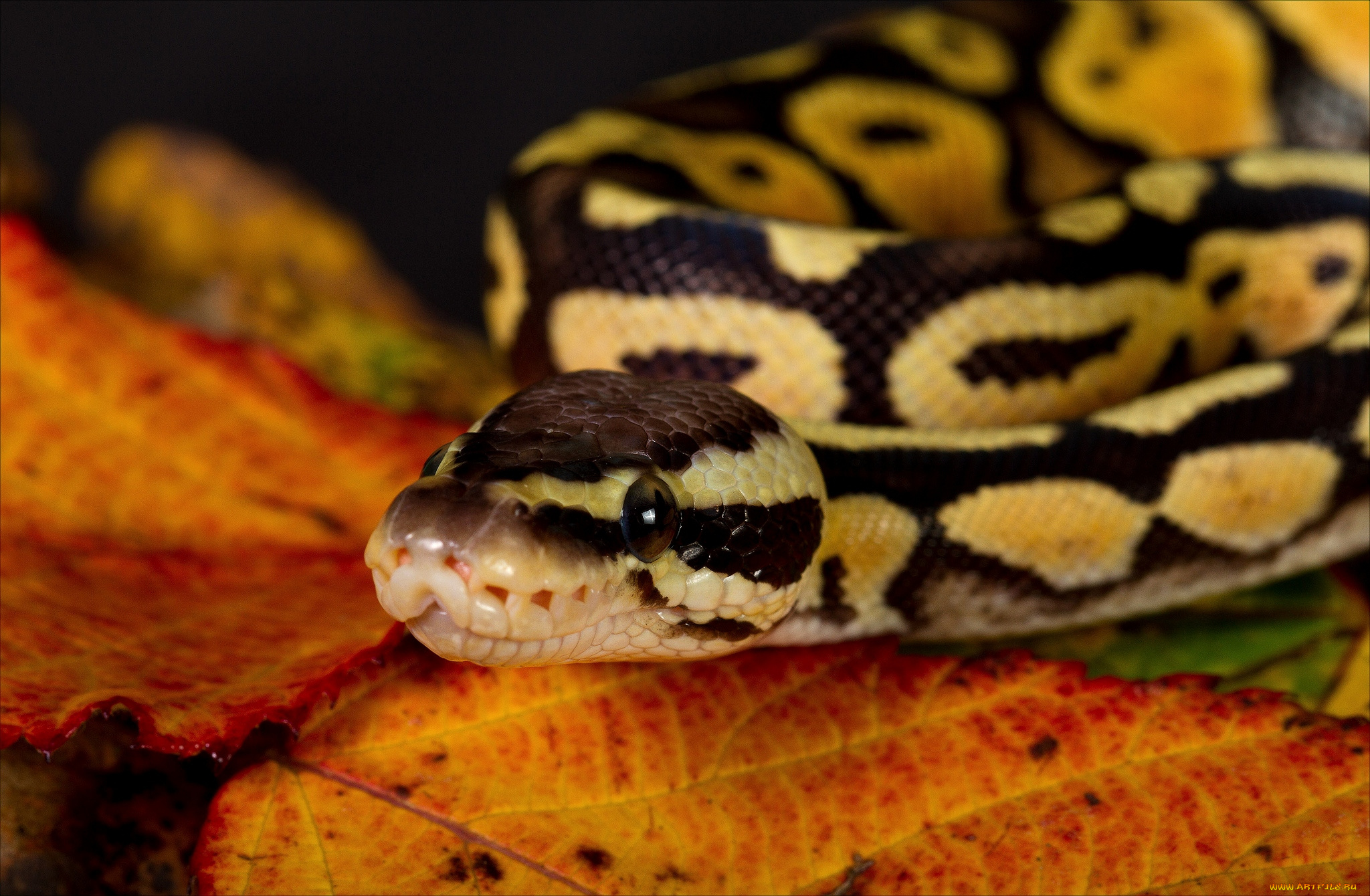 животные, змеи, питоны, кобры, пятна