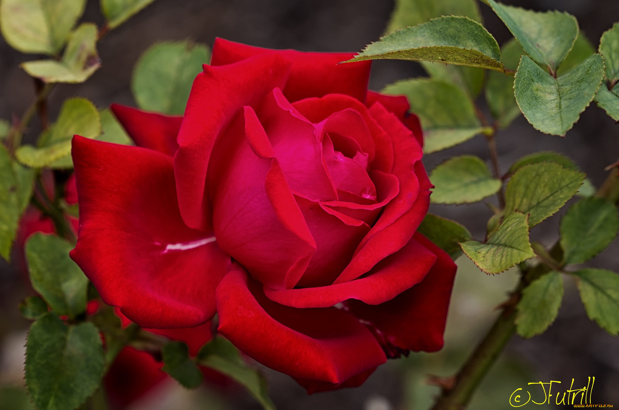 цветы, розы, макро, красный