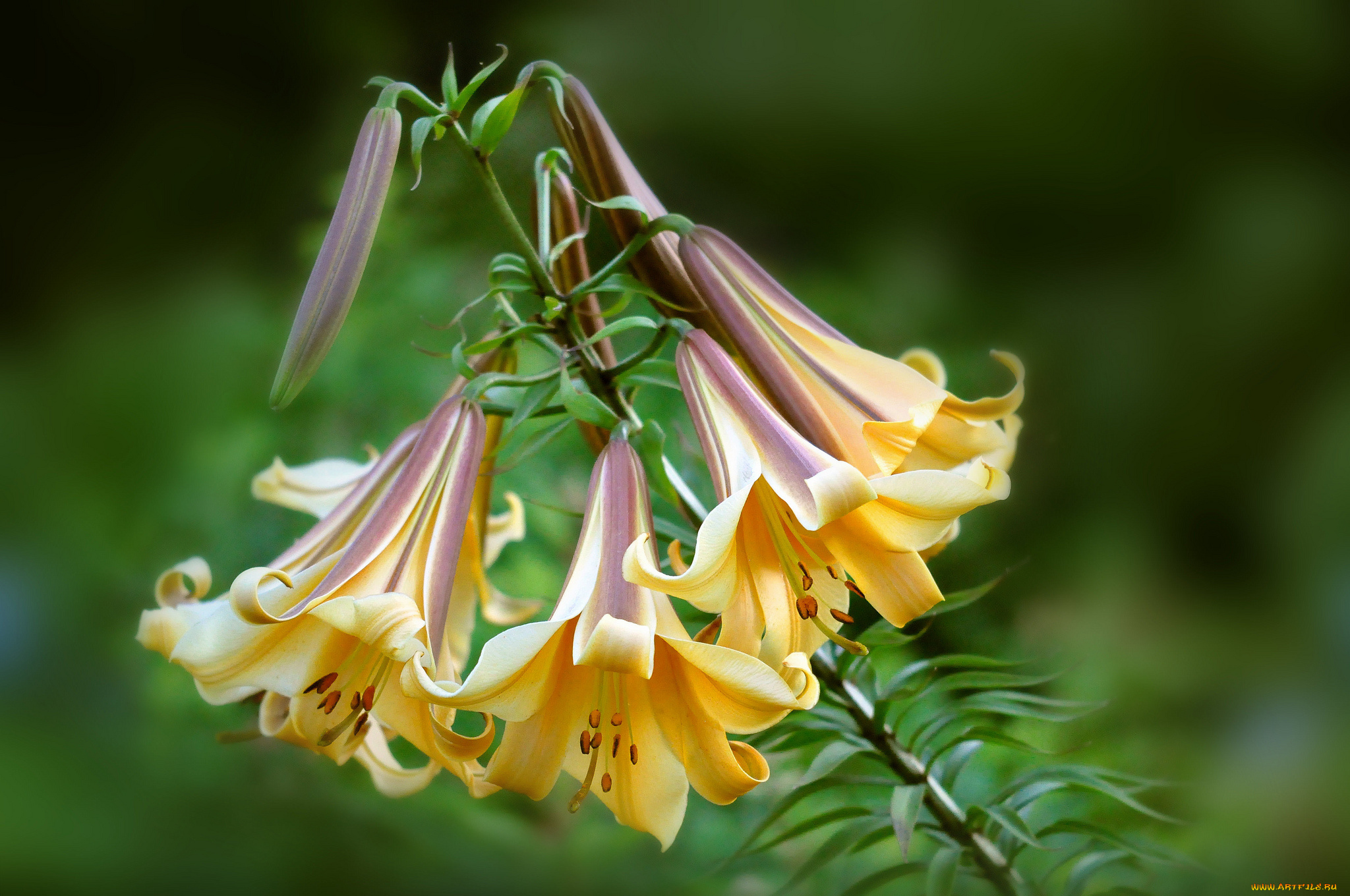 цветы, лилии, лилейники, колокольчики, желтый