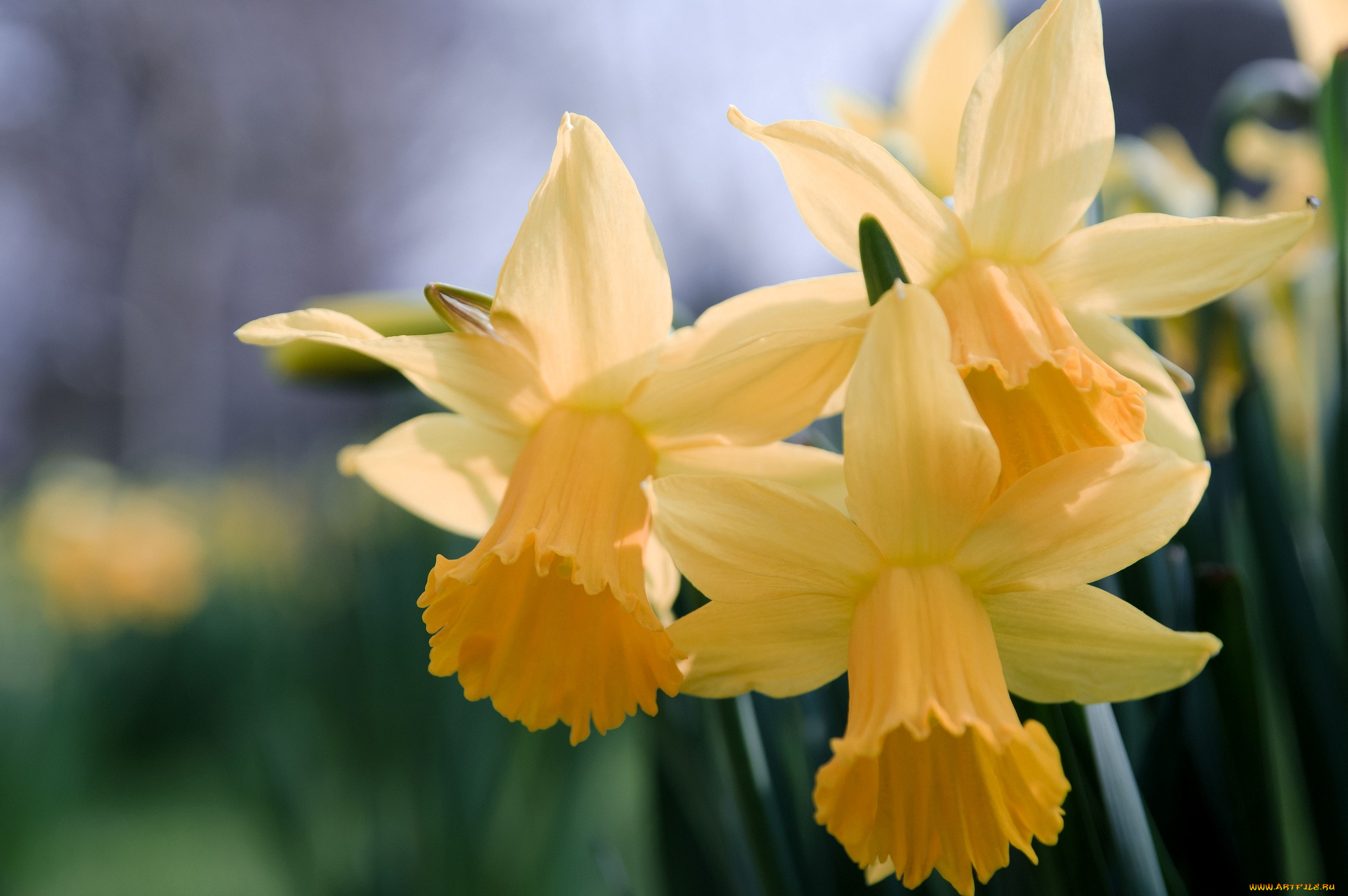 цветы, нарциссы, желтый