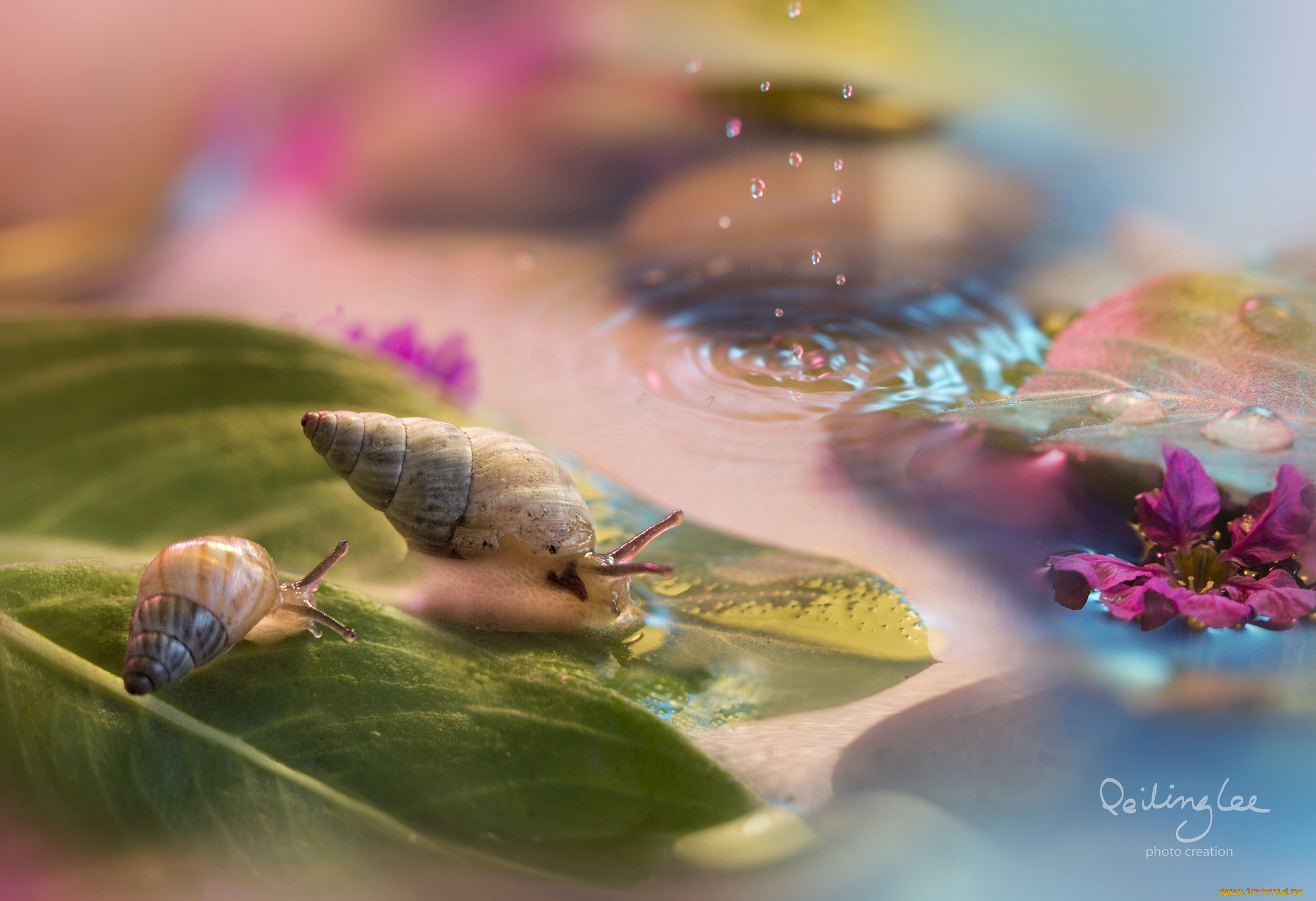 животные, улитки, капли, рожки