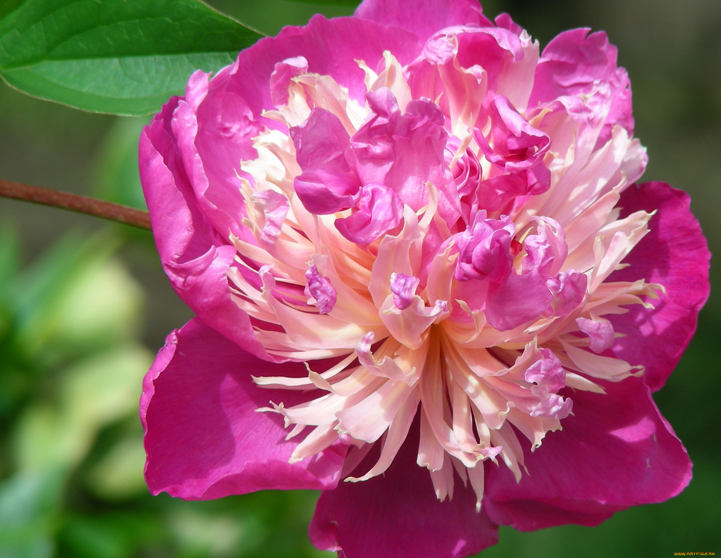 цветы, пионы, пион