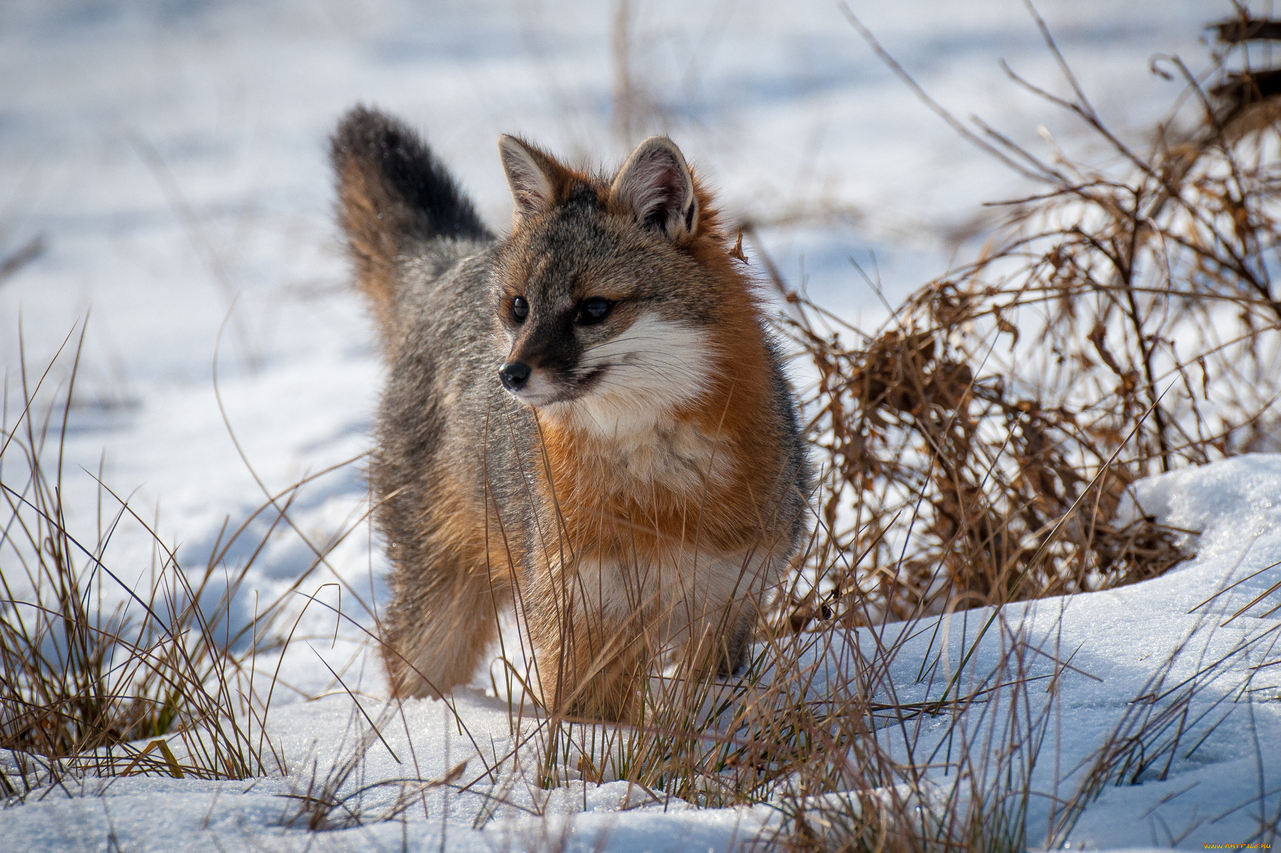 животные, лисы, серебряная, лиса