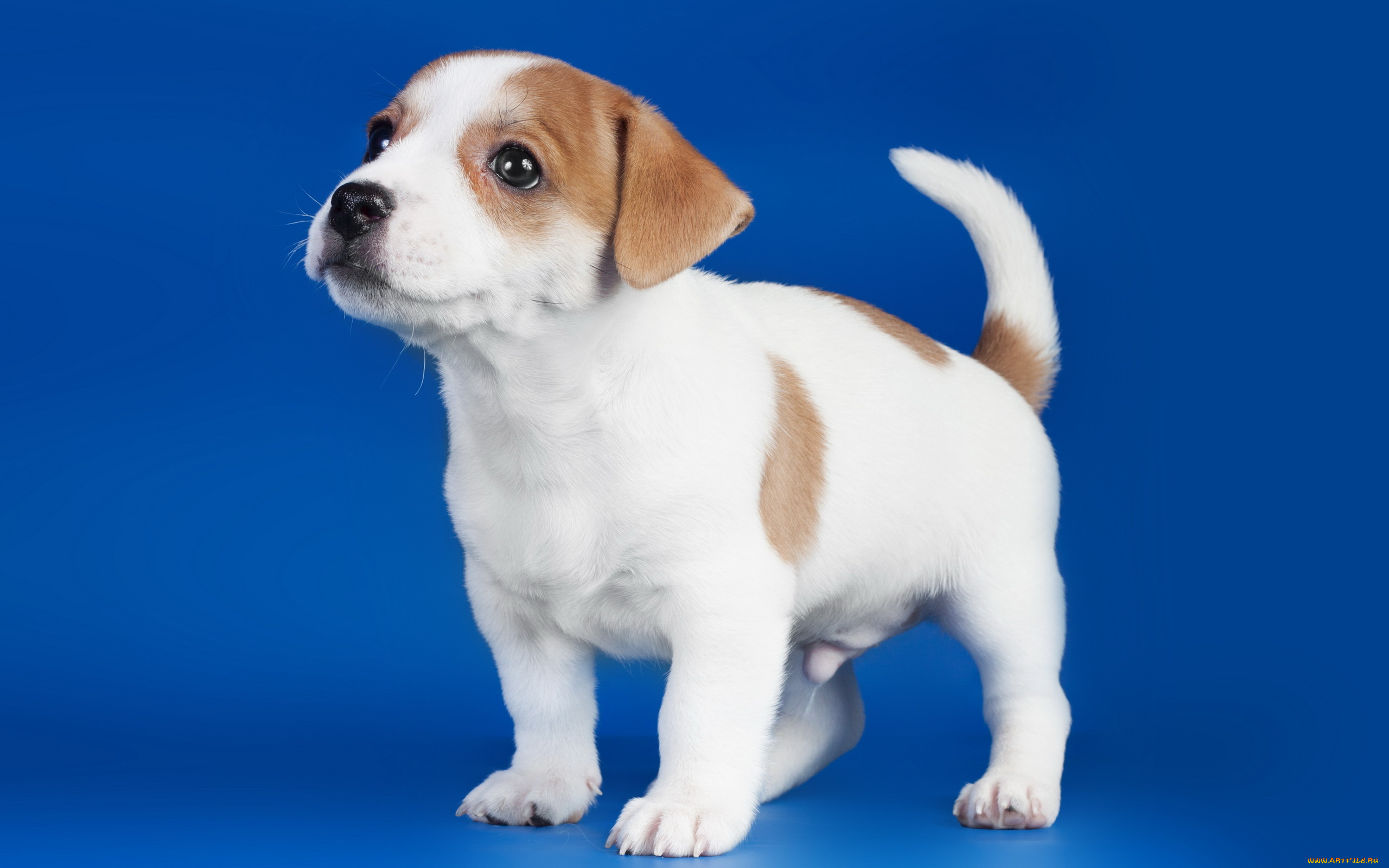 животные, собаки, щенок, собака, фон