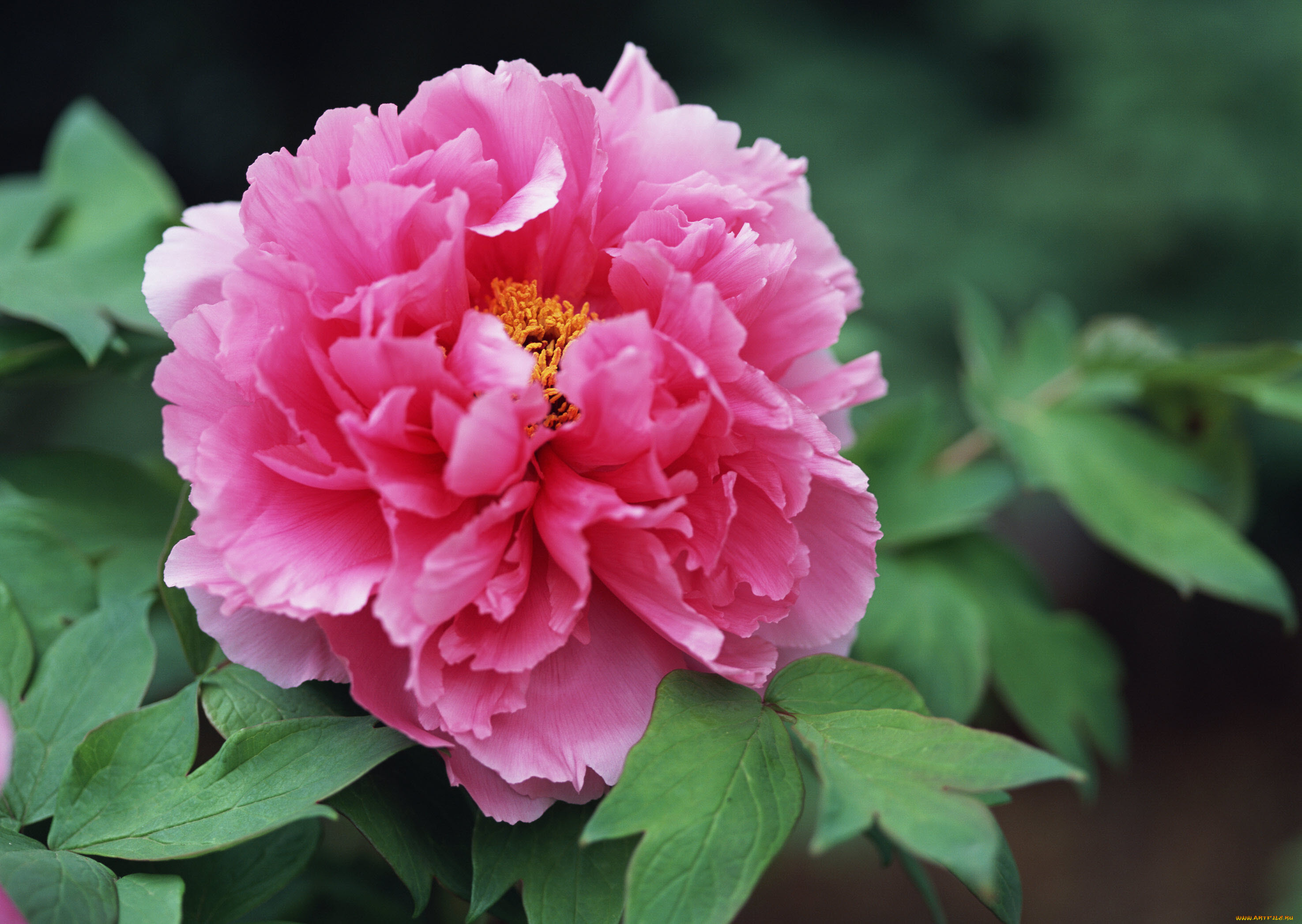 цветы, пионы, розовый