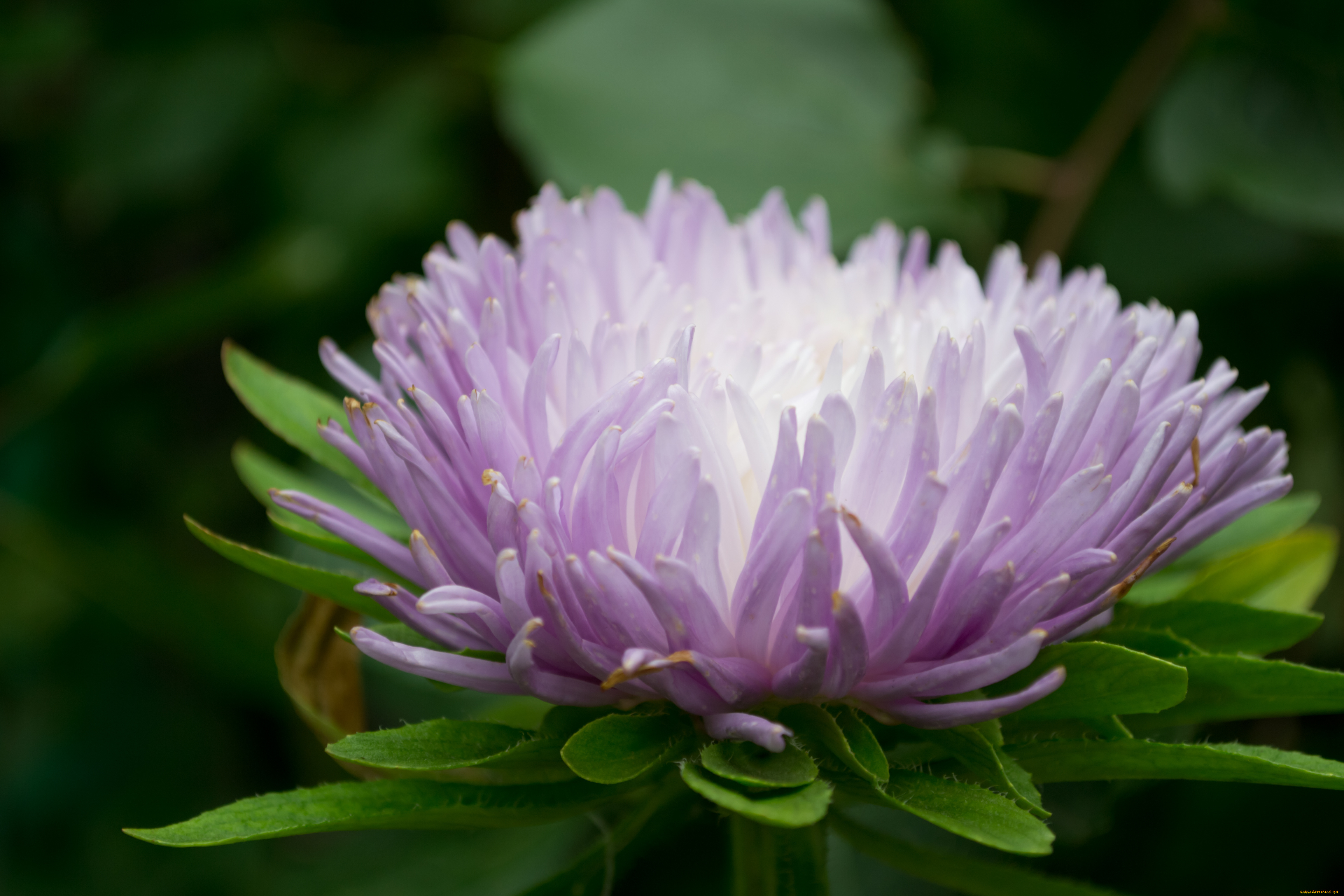 цветы, астры, бутон, макро