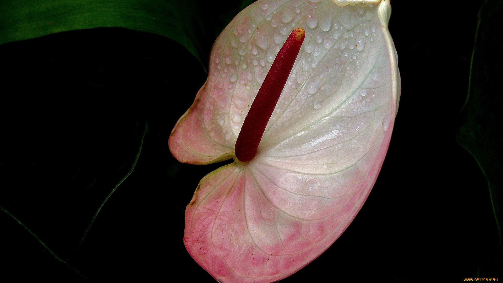 цветы, антуриум, , цветок, фламинго, цветок, антуриум