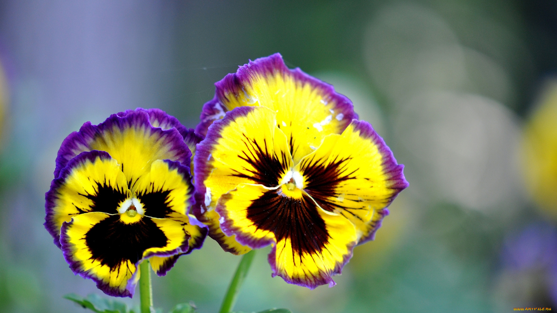 цветы, анютины, глазки, , садовые, фиалки, фиалка