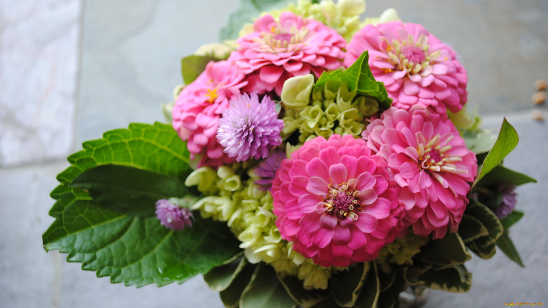 цветы, букеты, , композиции, букет, цинния