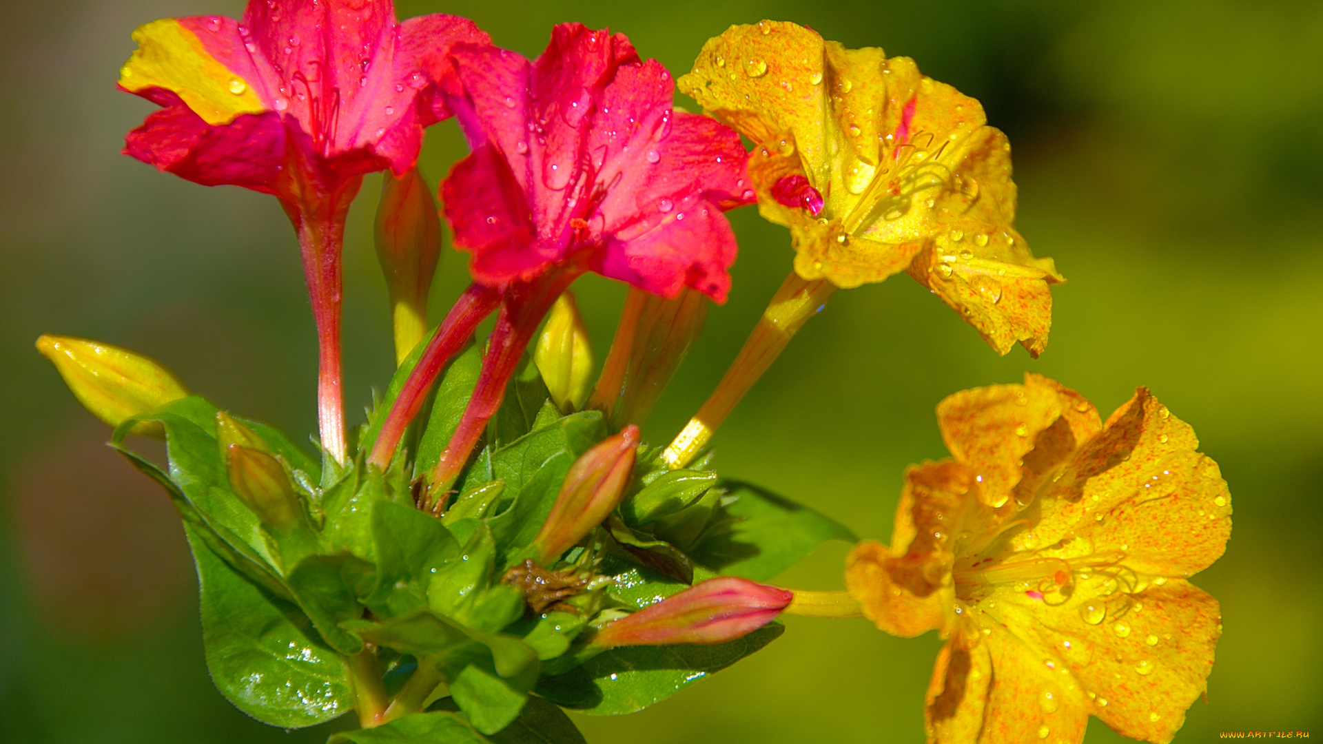 цветы, цветущие, деревья, , , кустарники, мирабилис, ялапа, ночная, красавица, макро
