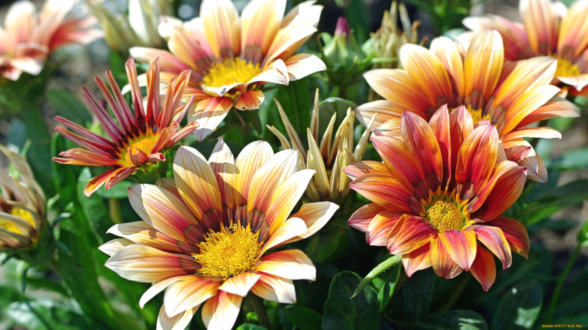 цветы, газания, оранж