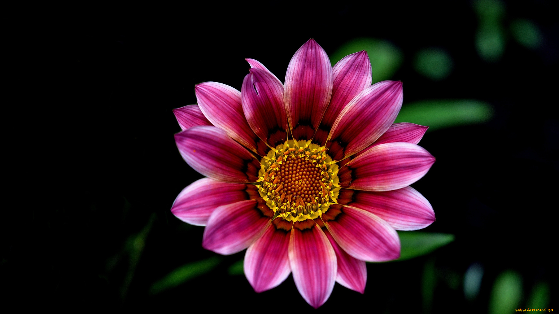 цветы, газания, розовый