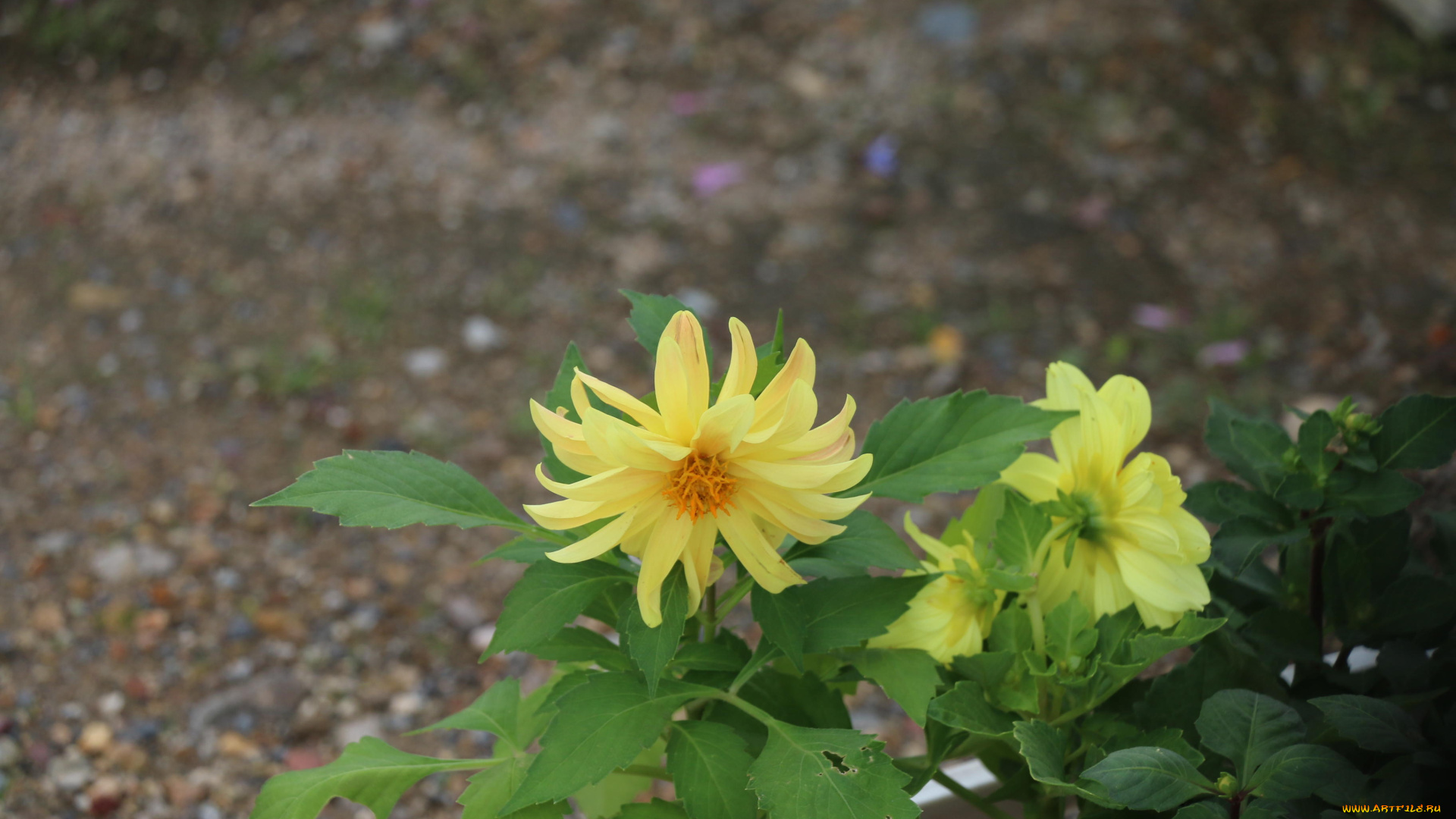 цветы, георгины, бутоны