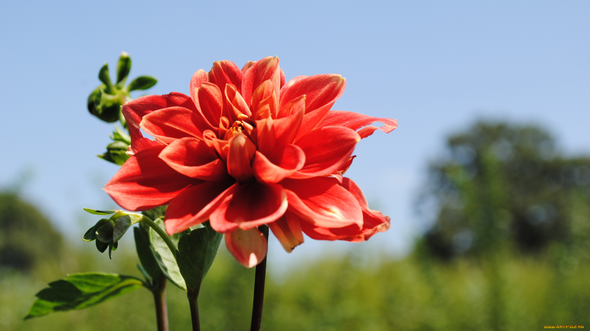 цветы, георгины, цветок, георгин