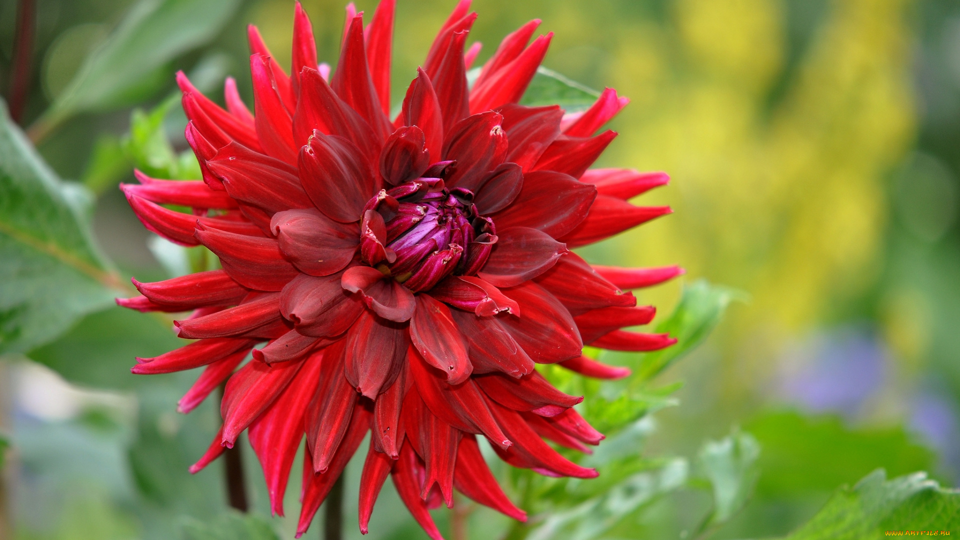 цветы, георгины, георгин, красный