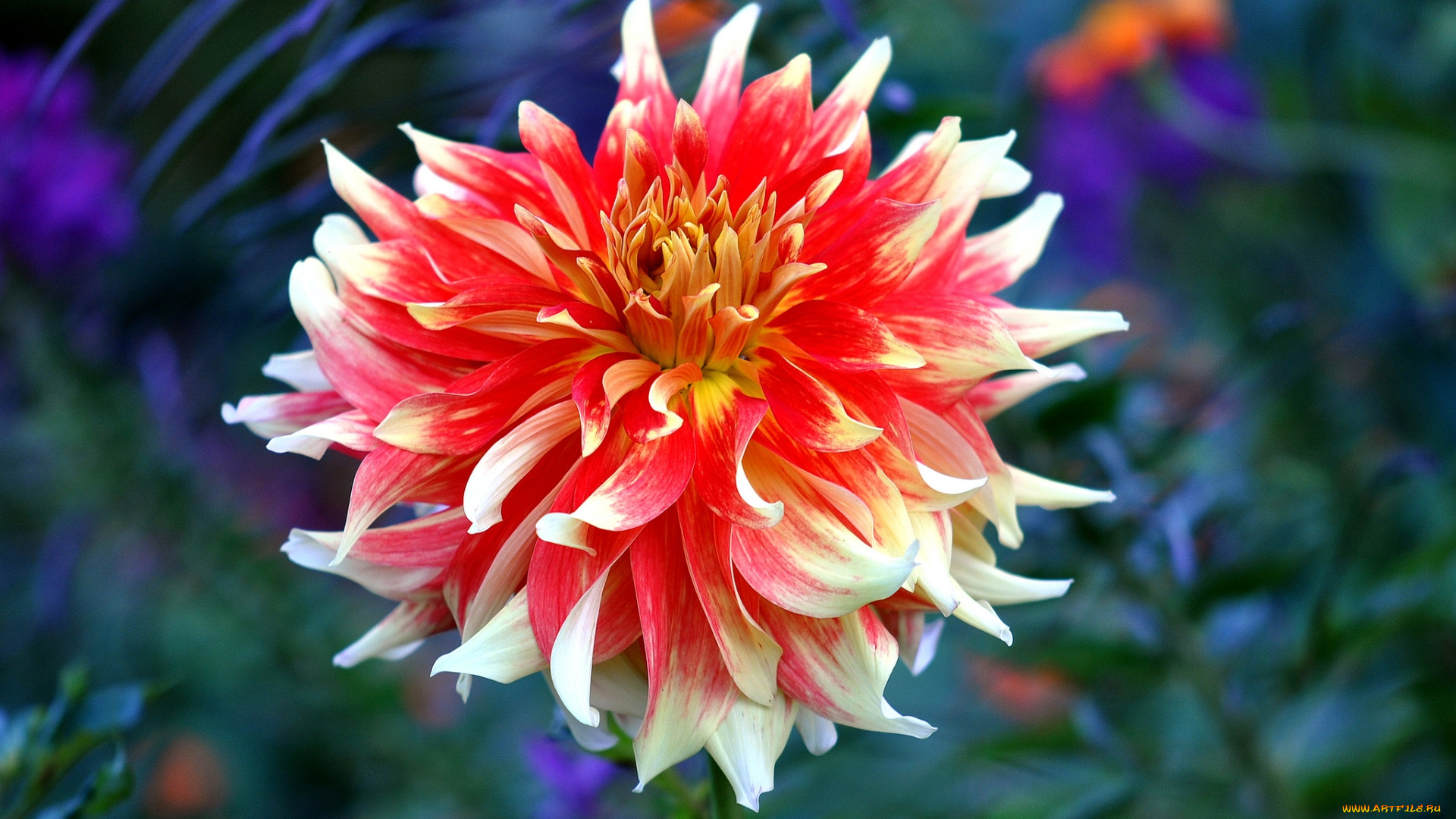 цветы, георгины, красный, цветок, георгин