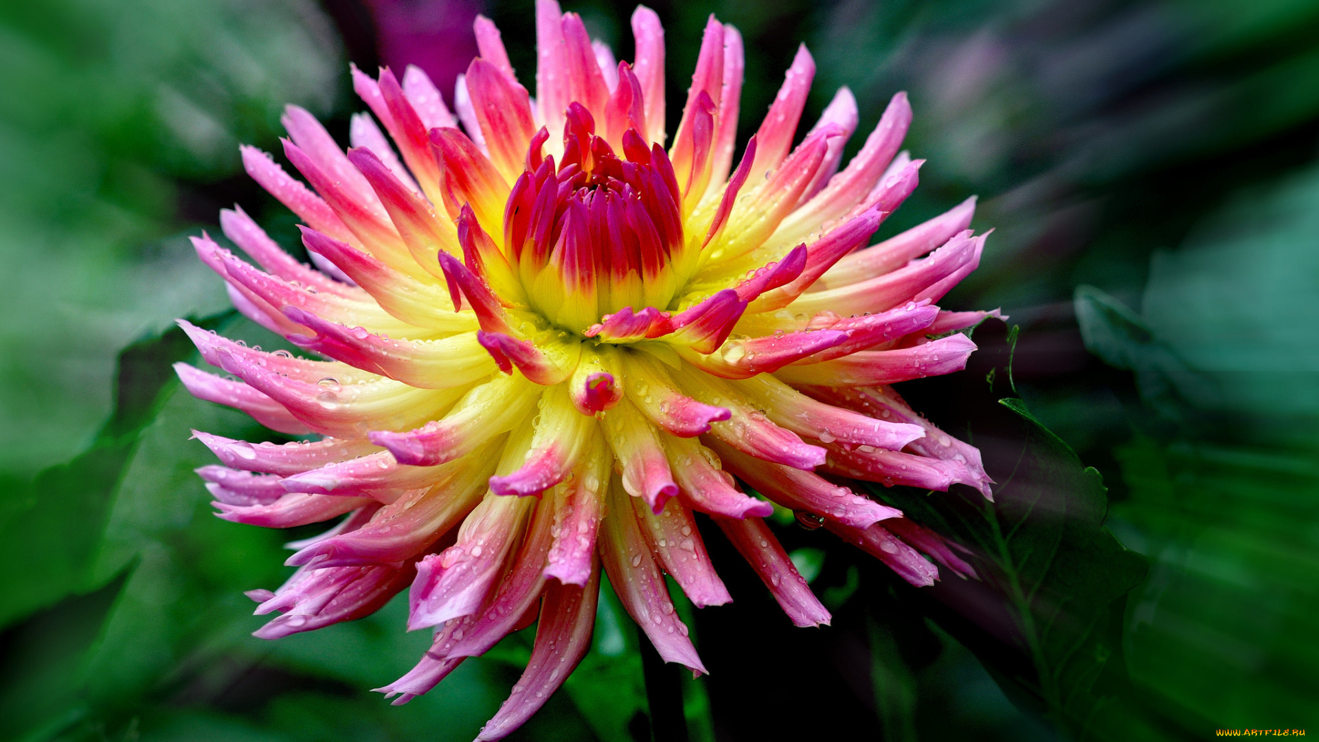 цветы, георгины, пышный